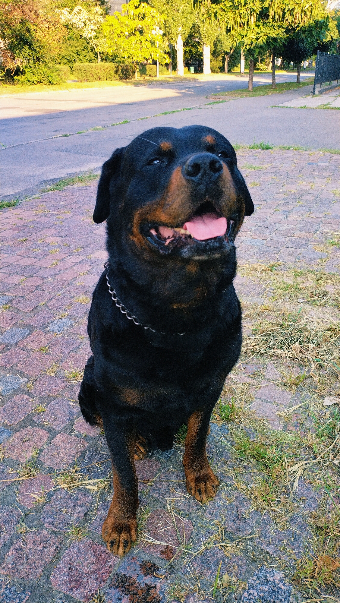 A Rottweiler dog with brown and black fur sits on a paved surface. The dog is wearing a metal chain collar and has its tongue hanging out. The background consists of a street, trees, and a fence. The location is identified as Horishni Plavni, Ukraine.