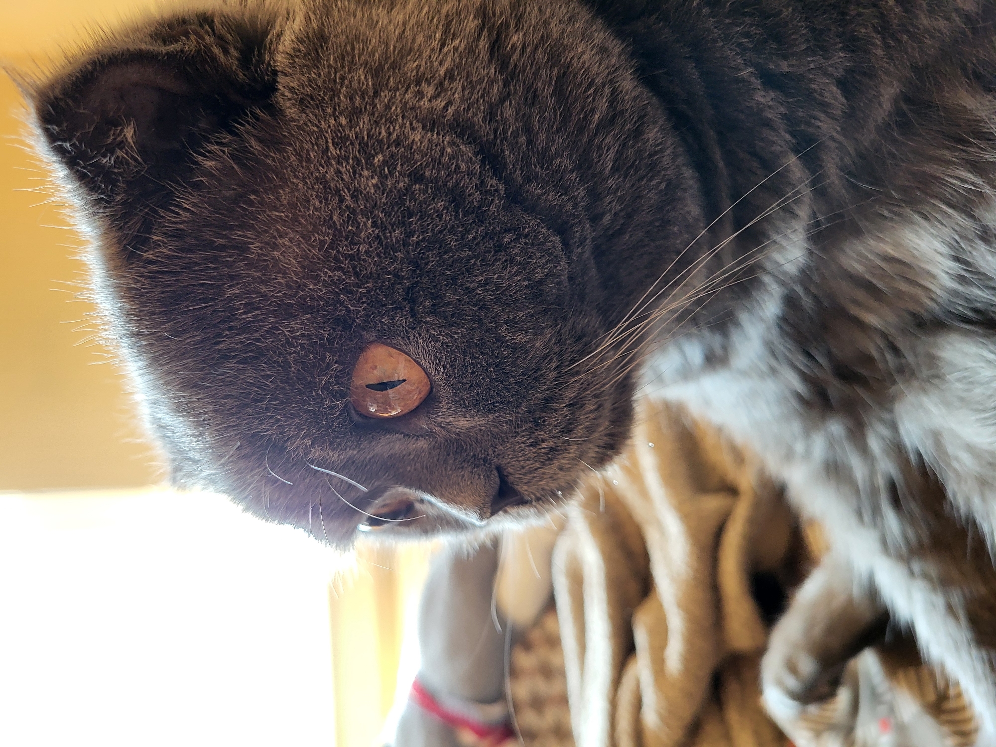 This is a close-up, low-angle shot of a grey cat's face. The cat's head is tilted down and to the left, with its eye in sharp focus. The eye is a striking amber color with a slit pupil. The cat's fur is short and dense, with hints of lighter grey and darker grey tabby markings visible. Its whiskers are long and white, fanning out from its muzzle. The background is blurred, but appears to be indoors with a bright light source coming from the left, possibly a window. A draped, textured fabric, possibly a blanket or upholstery, is visible in the lower right portion of the frame. The lighting creates a halo effect around the cat's ear and fur on the left side of the image. The overall impression is one of intense focus and curiosity from the feline subject.
