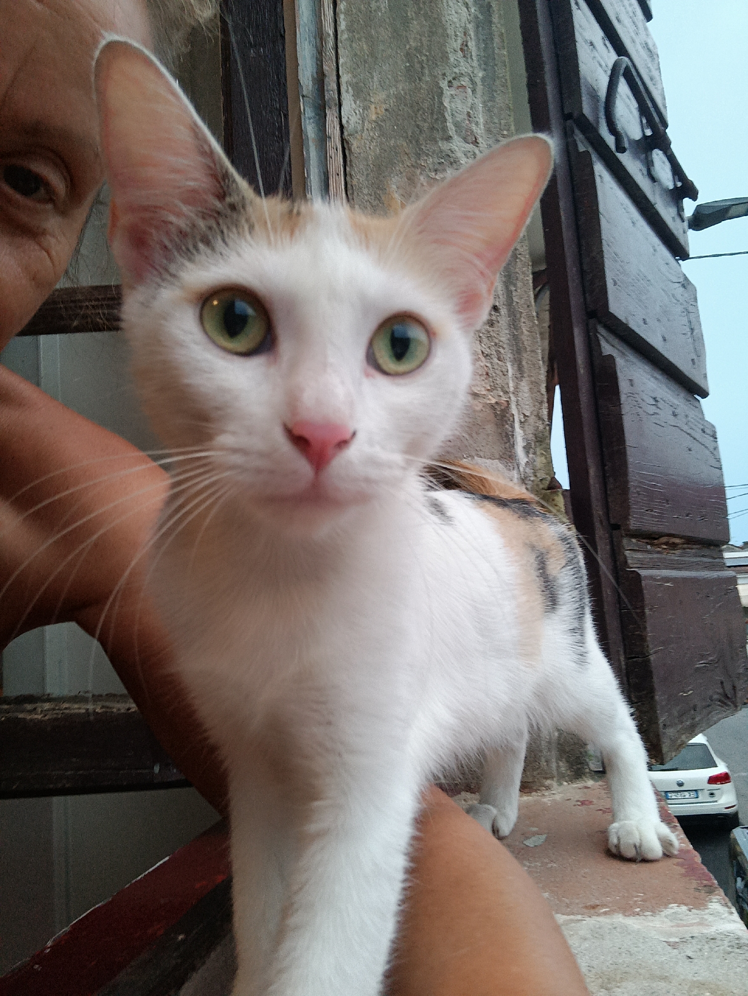 A medium shot photograph captures a calico cat held by an unseen person in what appears to be an urban setting, possibly Viadana, Italy. The cat, positioned centrally, is white with patches of ginger and black on its back. It has large, alert green eyes and a pink nose. The person's arm and shoulder are visible on the left side of the frame, suggesting they are holding the cat close. Behind the cat, a weathered wooden structure, likely part of a building or window frame, is visible. To the right, a white car is parked on a street. The background shows a cloudy sky and more building facades. The overall lighting suggests it is daytime.