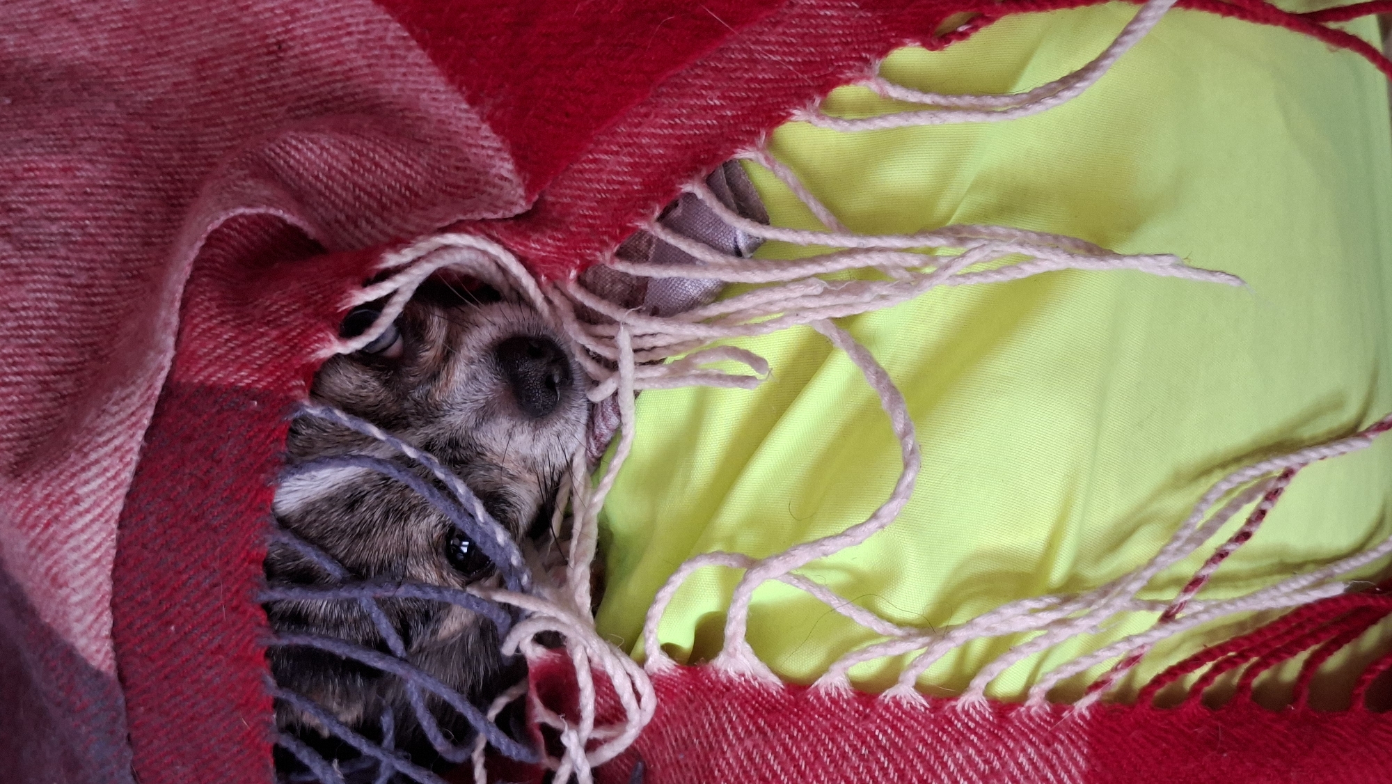 The image shows a close-up of a small dog, likely a Chihuahua or similar breed, peeking out from under a red and pink plaid blanket. The dog's face is visible, with its eyes and nose showing. The blanket has fringe, which dangles around the dog. The dog is lying on a bright green surface, possibly fabric or a tablecloth. The overall impression is one of comfort and coziness, with the dog appearing to be nestled in for warmth. No specific location in Novoilinsky, Russia can be determined from the image.