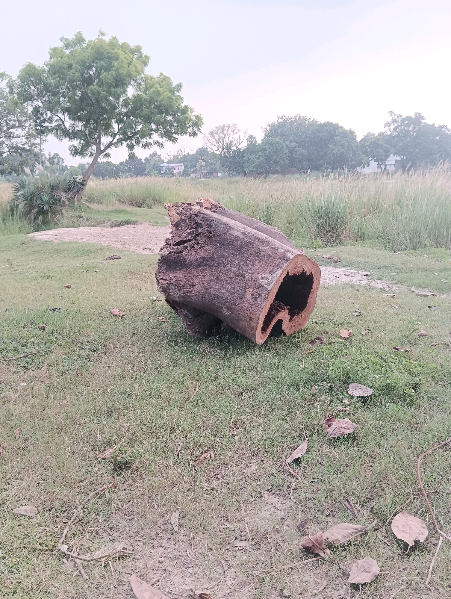 A wide-angle shot shows a fallen tree trunk with a hollowed-out center, lying on a grassy field. The trunk is brown with visible wood grain and appears to be aged and weathered. Scattered dry leaves and twigs litter the ground around it. In the background, a path leads towards a line of trees and tall grasses, under a pale sky. The setting is outdoors, possibly a park or a rural area.