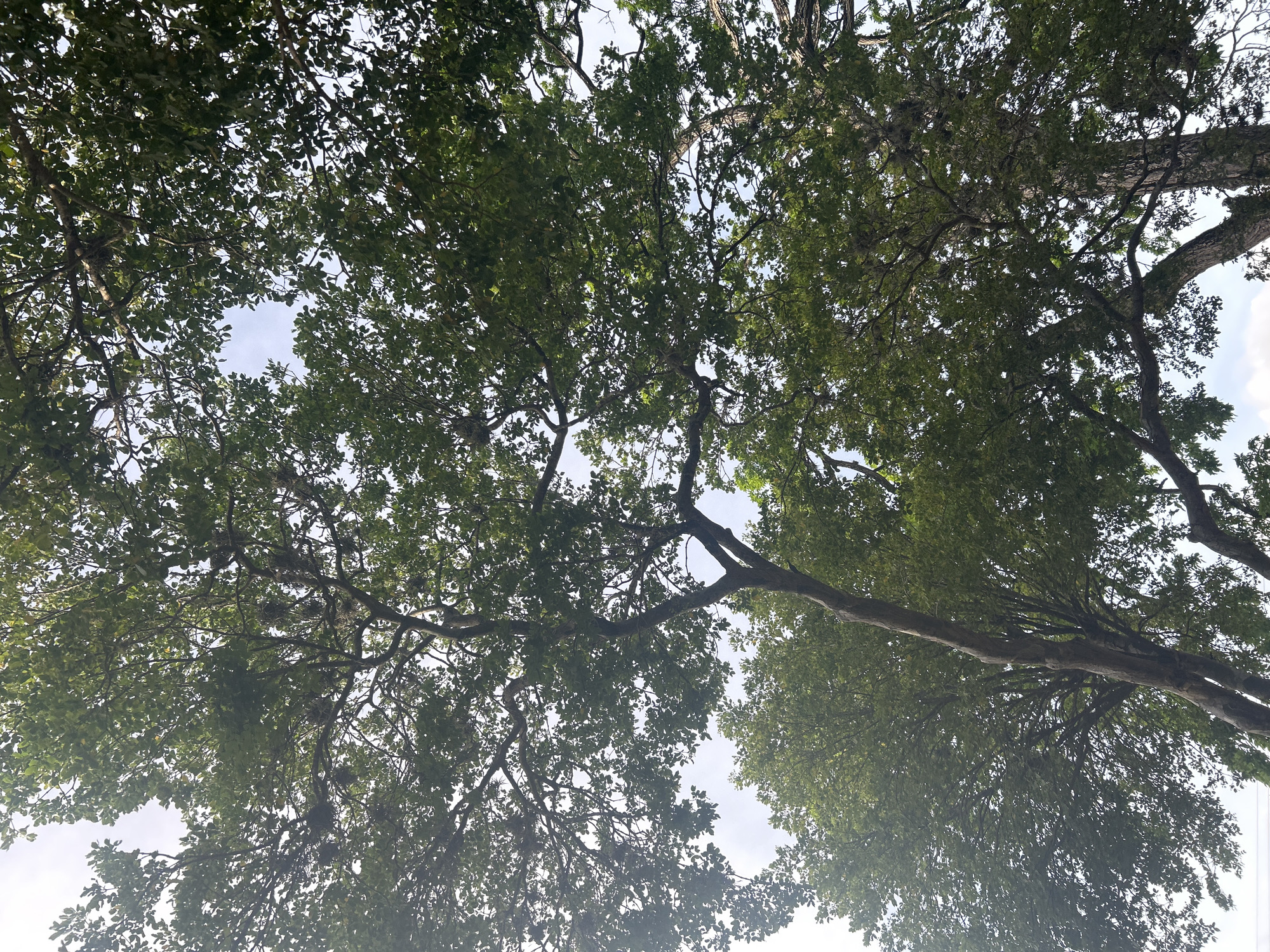This is a low-angle shot looking up into the canopy of several large, mature trees. The leaves are a vibrant green, suggesting a healthy, leafy environment. The branches are thick and gnarled, some with moss or lichen growing on them, indicative of age and a humid climate. The sky, visible through the gaps in the foliage, is bright and appears to be a pale blue with some white clouds. The lighting suggests it is daytime, with sunlight dappling through the leaves. No people or animals are visible in the image. The scene depicts a natural, green space, likely a park or a residential area with well-established trees. The image does not provide specific landmarks or visual cues to pinpoint a location within Santa Ana, Venezuela, beyond the general impression of a verdant urban or semi-urban environment.