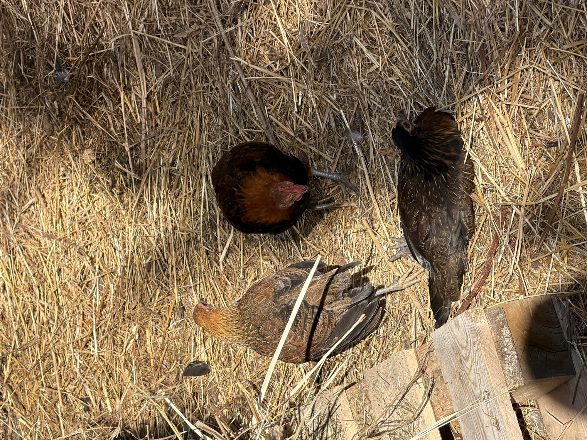 Three chickens are resting on a bed of straw in Vybolovo, Russia. One chicken, facing away from the camera, has golden-brown and black plumage. Another chicken is facing the camera, with its head down, showing reddish-brown and black feathers. The third chicken is lying down, facing right, and is predominantly dark brown with some reddish-brown coloration on its neck. The ground is covered in dry straw, and there are a few pieces of weathered wood visible in the lower left corner. The scene is illuminated by sunlight, creating shadows on the straw.