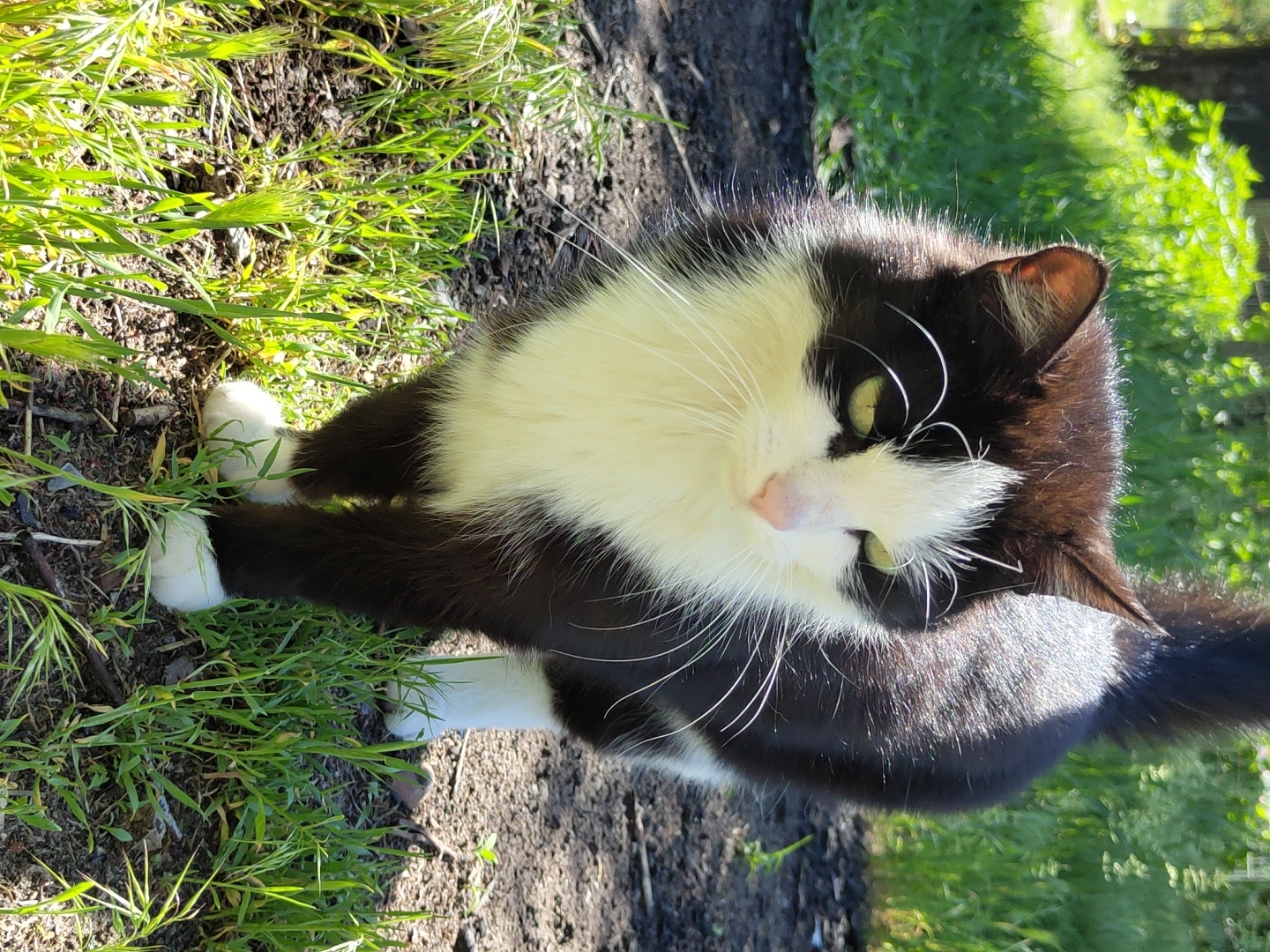 A black and white cat stands on grass and dirt. The cat is facing the camera and looking down. The cat's front paws are near some grass, and its tail is visible on the right side of the image. The background consists of grass and some darker dirt. The location is outdoors.