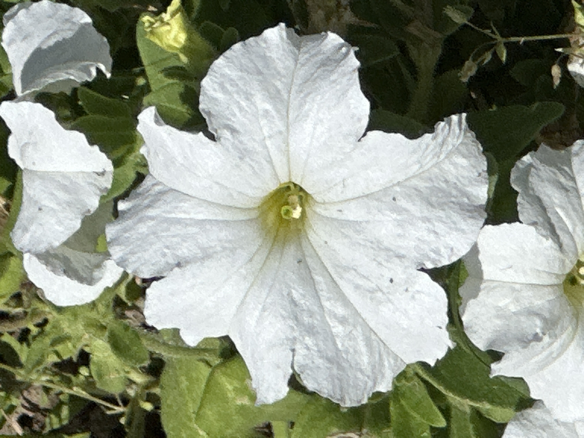 This is a close-up, eye-level, vertical shot of a white petunia flower in bloom. The flower has five ruffled petals and a yellow center. It is surrounded by green leaves and other white petunia blossoms. The lighting suggests it is daytime, with shadows indicating a direct light source. The background is a blur of green foliage, suggesting the flower is part of a garden or plant bed. There is no indication of the city of Podolsk, Russia, or any other specific location.