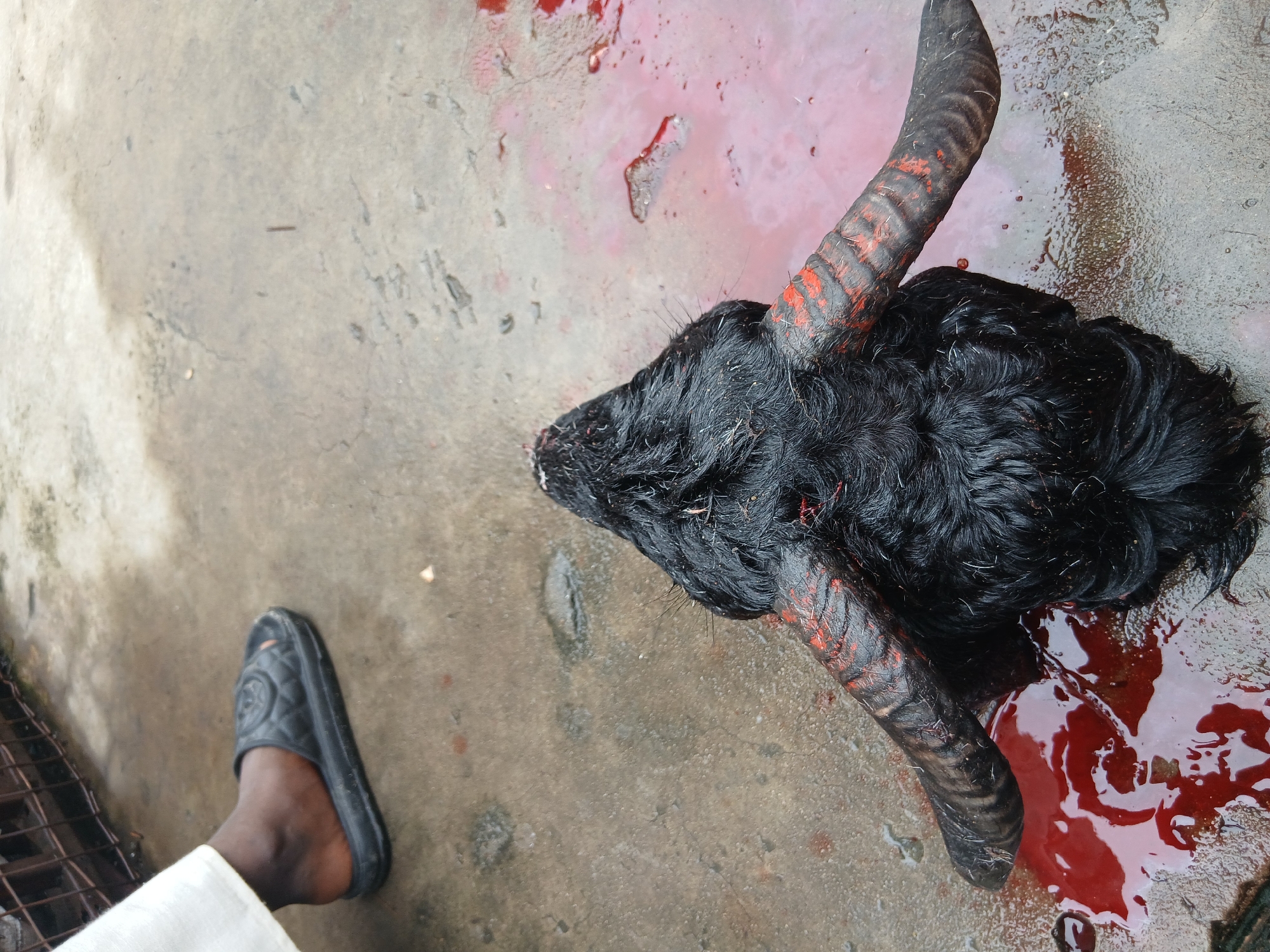 A high-angle shot captures a disturbing scene on a concrete surface, likely outdoors. The severed head of a black goat with large, spiraling horns is prominently displayed amidst a pool of blood. Red markings are visible on the horns.
To the left of the goat's head, a foot wearing a black sandal is visible, belonging to someone wearing white trousers. A metal grate is partially visible in the lower left corner. The concrete surface shows signs of moisture and staining.
The photograph offers no explicit information about being located in Lagos, Nigeria.