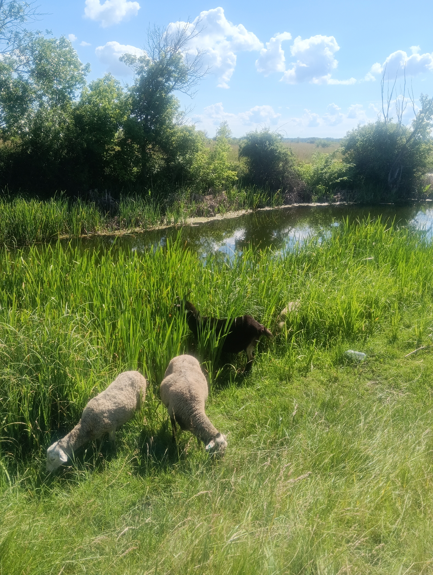 The image shows a pastoral scene with a body of water and lush green vegetation under a bright, partly cloudy sky. The water, possibly a pond or slow-moving stream, is bordered by tall reeds and grasses. In the foreground, two sheep are grazing peacefully. To the right of the sheep, a dark-colored goat is also visible, partially obscured by the tall grass. Further back, another lighter-colored animal, possibly a sheep or goat, can be seen. The overall setting appears to be rural and natural, with trees and bushes lining the far bank of the water. The sunlight suggests it is daytime, likely midday, and the fluffy white clouds indicate fair weather. There are no visible signs of human activity or structures, contributing to the serene, natural ambiance. The image conveys a sense of tranquility and harmony with nature.