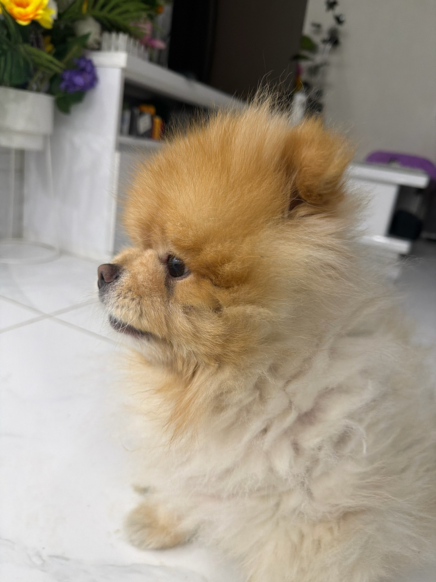 A Pomeranian dog is shown in profile, looking to the left, with its head and upper body filling the right two-thirds of the frame. The dog has fluffy, light brown fur on its head and a cream-colored ruff around its neck and chest. Its dark eyes are visible, as is its black nose and a small part of its mouth. The background is blurred and appears to be an indoor setting with white tiled flooring. To the left of the dog, a white shelf unit with some plants is partially visible. In the far background, a dark object and a portion of a white wall are discernible. The scene lacks any contextual clues to place it specifically in Tbilisi, Georgia.