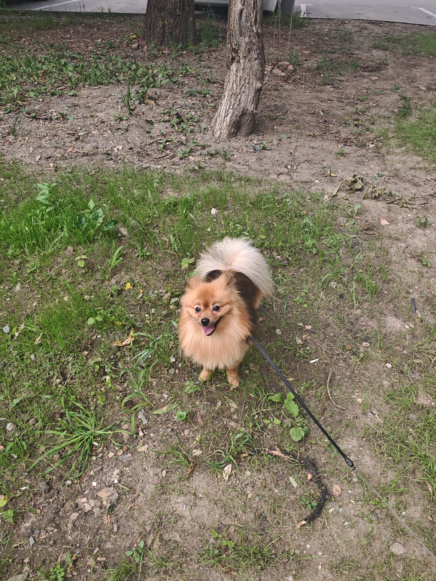 A small, fluffy Pomeranian dog with tan fur stands on a leash in a grassy, dirt area. The dog is facing the camera with its mouth open, as if panting, and its tail is held high and fluffy. The dog is attached to a black leash, which extends out of the frame. In the background, there are two trees, one with a rough, textured bark and the other more distant and obscured. The ground is a mixture of dirt and sparse green grass, with some dry leaves scattered around. The lighting suggests it is daytime, with overcast or diffused light. There is no visible text in the image. The scene appears to be an outdoor park or natural area. The dog's expression suggests it is happy and alert.