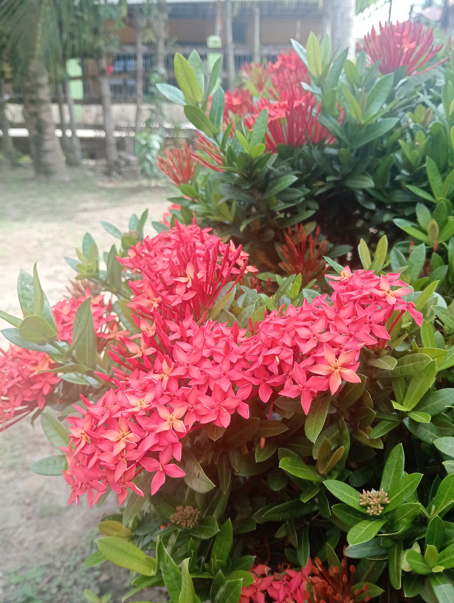 In Keudenibong, Indonesia, a vibrant cluster of Ixora flowers in full bloom dominates the foreground of this outdoor photograph. The flowers, a vivid red, are clustered in dense, flat-topped or dome-shaped heads. They possess a star-like shape with four petals. Lush, dark green leaves provide a rich backdrop, with some leaves slightly out of focus due to the shallow depth of field. In the mid-ground, a wooden fence and palm trees are visible, suggesting a natural or garden setting. The ground is a muted, sandy color. The lighting indicates it is daytime, with soft shadows. There are no people or animals present in the frame.