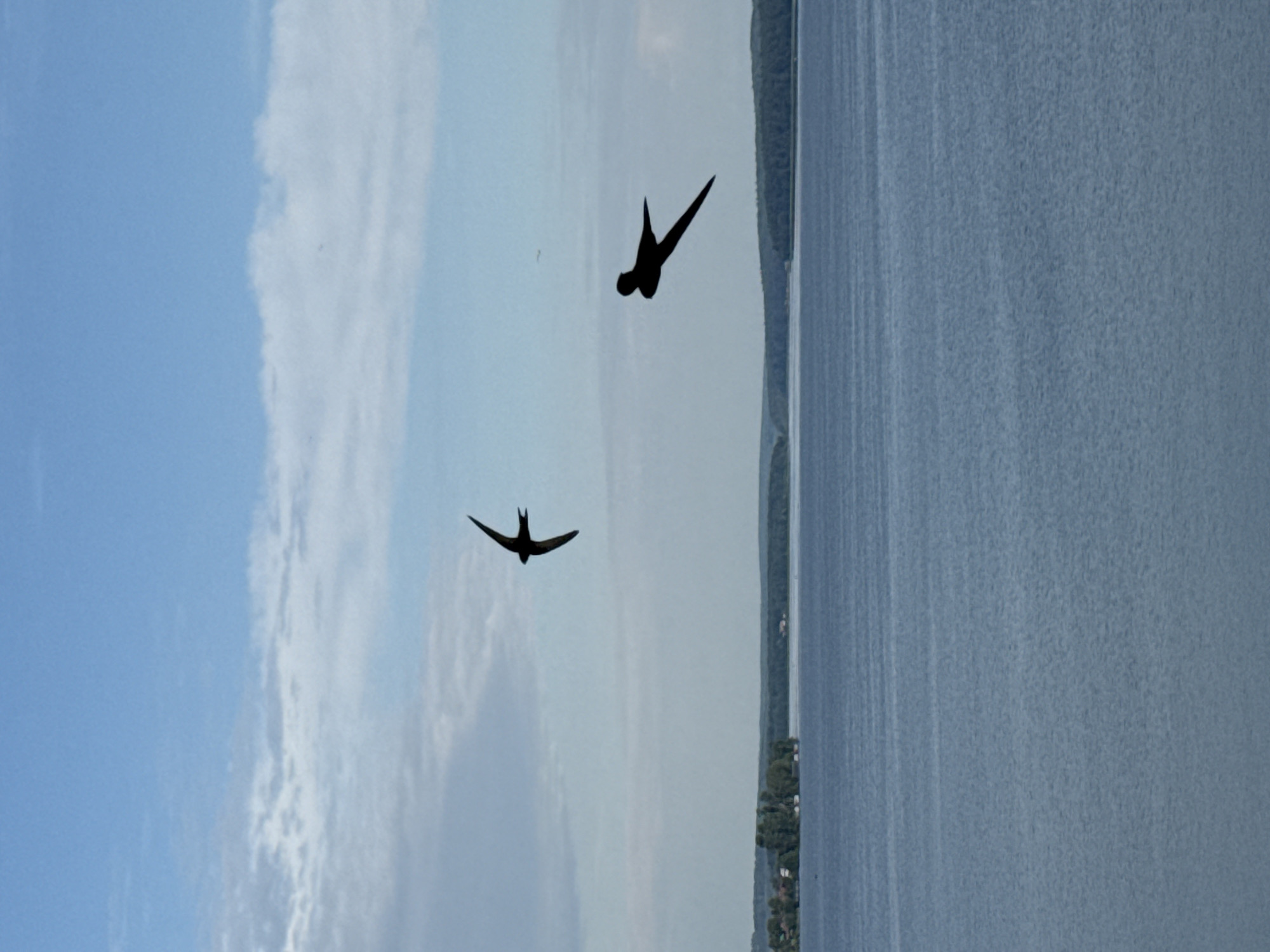 This media file depicts a serene daytime scene over a body of water, likely a lake or large river, near Votkinsk, Russia. The composition is split between a vast expanse of calm blue water on the right and a sky with scattered clouds on the left. The water appears somewhat textured, suggesting a gentle breeze. Along the far edge of the water, a distant shoreline is visible, densely covered with dark green trees and hints of structures, possibly indicating a populated area.
Two silhouetted birds are captured in flight against the pale sky. One bird, positioned higher and to the right, is in a diving or acrobatic posture with its wings outstretched and tail fanned. Below and to the left of the first bird, a second, smaller bird is also in flight, with its wings fully extended in a characteristic V-shape, appearing to be gliding.
The lighting suggests it is daytime, with soft, diffused light indicative of possibly overcast or partly cloudy conditions. The overall mood is peaceful and natural, emphasizing the harmony between the sky, water, and wildlife. No visible text is present in the image.
