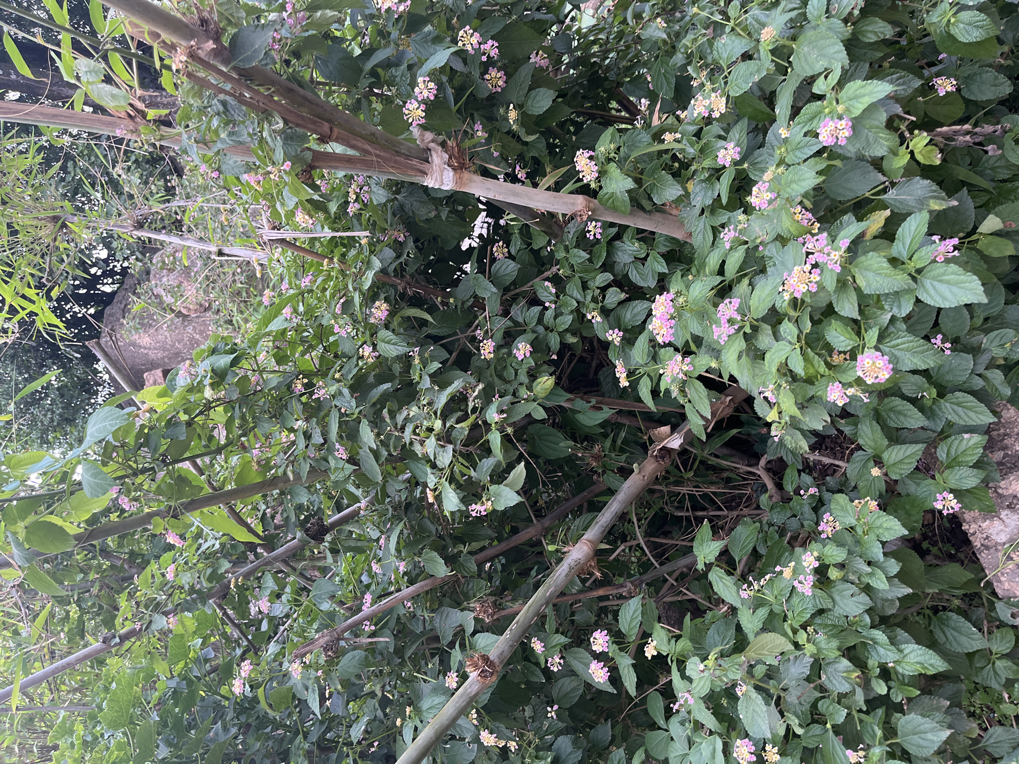 The image captures a close-up view of dense vegetation, characterized by lush green leaves and clusters of small, pink and yellow flowers. Several thick, brown bamboo stalks are interspersed throughout the foliage, some appearing to be structural supports for the plant growth. The overall scene suggests a naturalistic setting within a garden or overgrown area. In the background, blurred elements indicate a rocky outcrop and possibly some distant trees, hinting at a slightly wilder or more rugged environment. The lighting suggests it is daytime, with soft illumination filtering through the leaves. There are no people or animals visible in the image. This scene is consistent with a garden or natural area found in Jos, Nigeria, where such dense flora and bamboo growth are common, particularly in residential or public spaces with a focus on greenery.