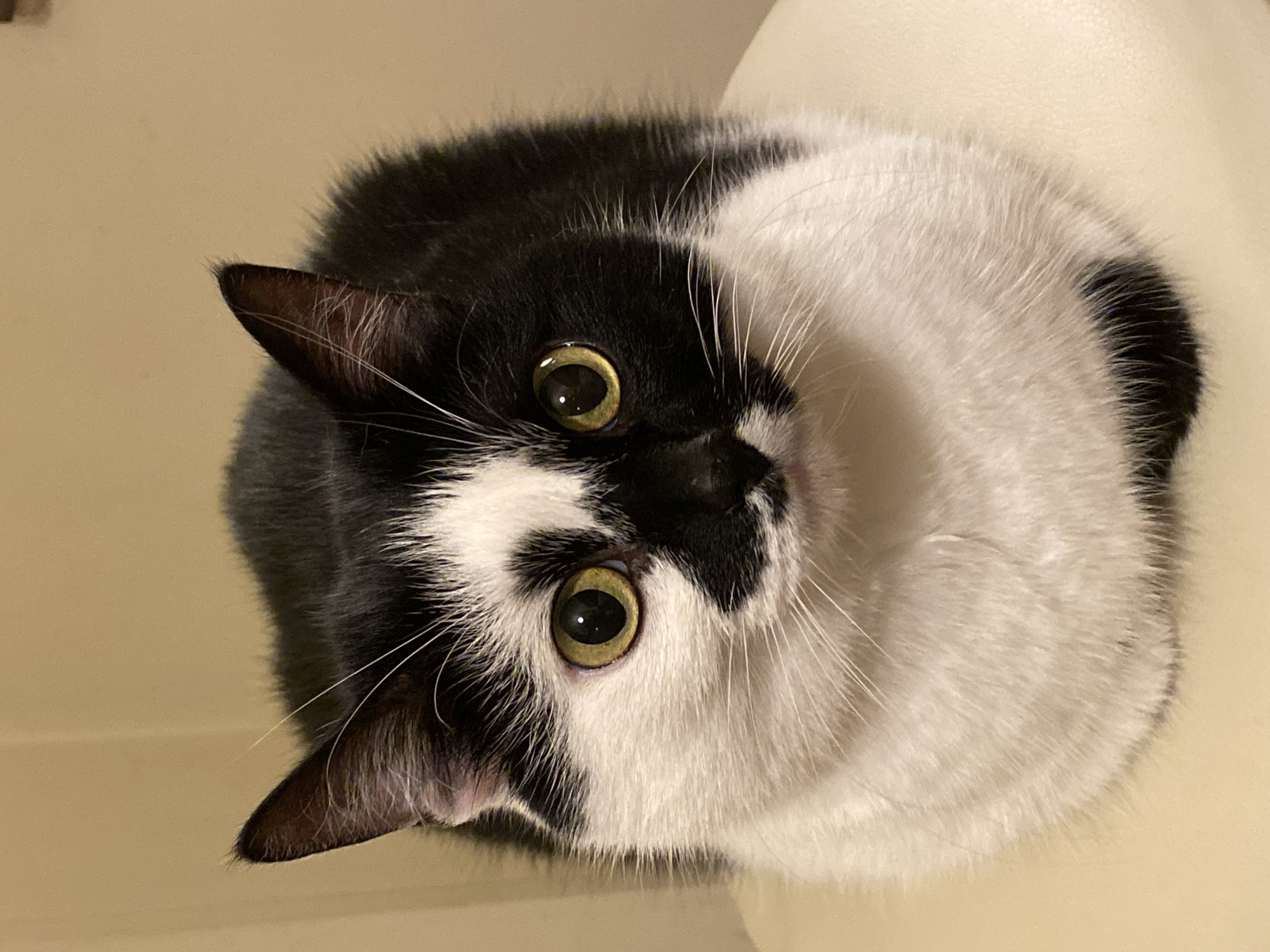 A black and white cat is sitting and looking at the camera. The cat has yellow eyes and white fur on its chest and face. The cat's ears are pointed and black with white fur inside. The background is a plain beige wall.