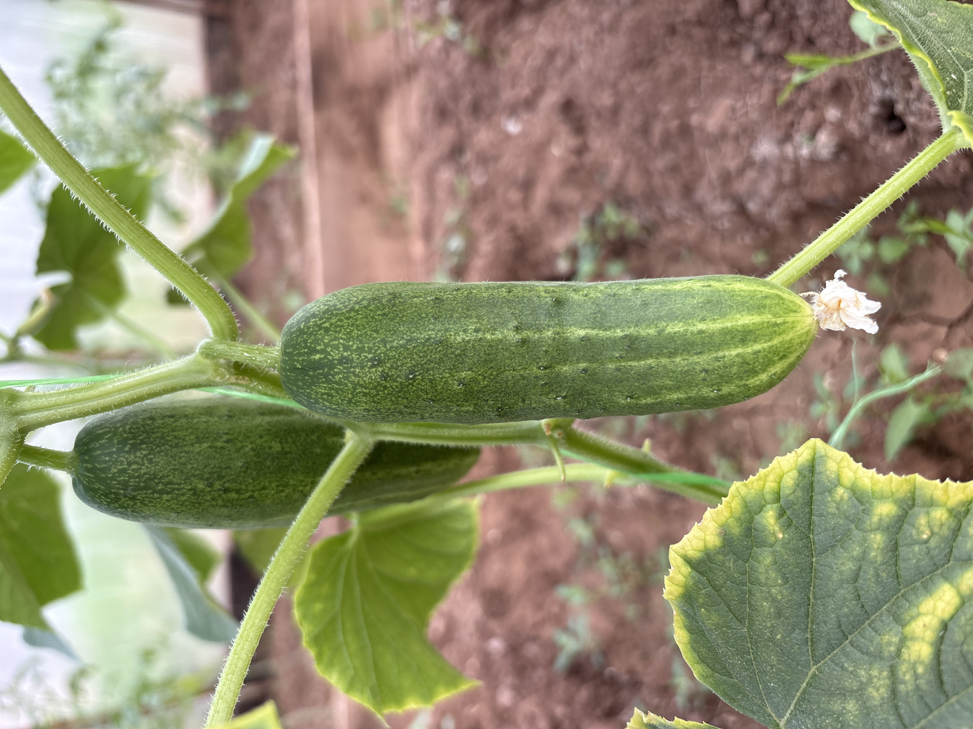 Two cucumbers hang from a vine in a greenhouse. The cucumber in the foreground is longer and thicker than the one behind it. Both cucumbers are green with light green stripes. The vine is green and hairy. There are green leaves on the vine, one of which has yellow edges. The ground in the background is brown and covered with dirt. The image was taken in the city of Bratsk, Russia.