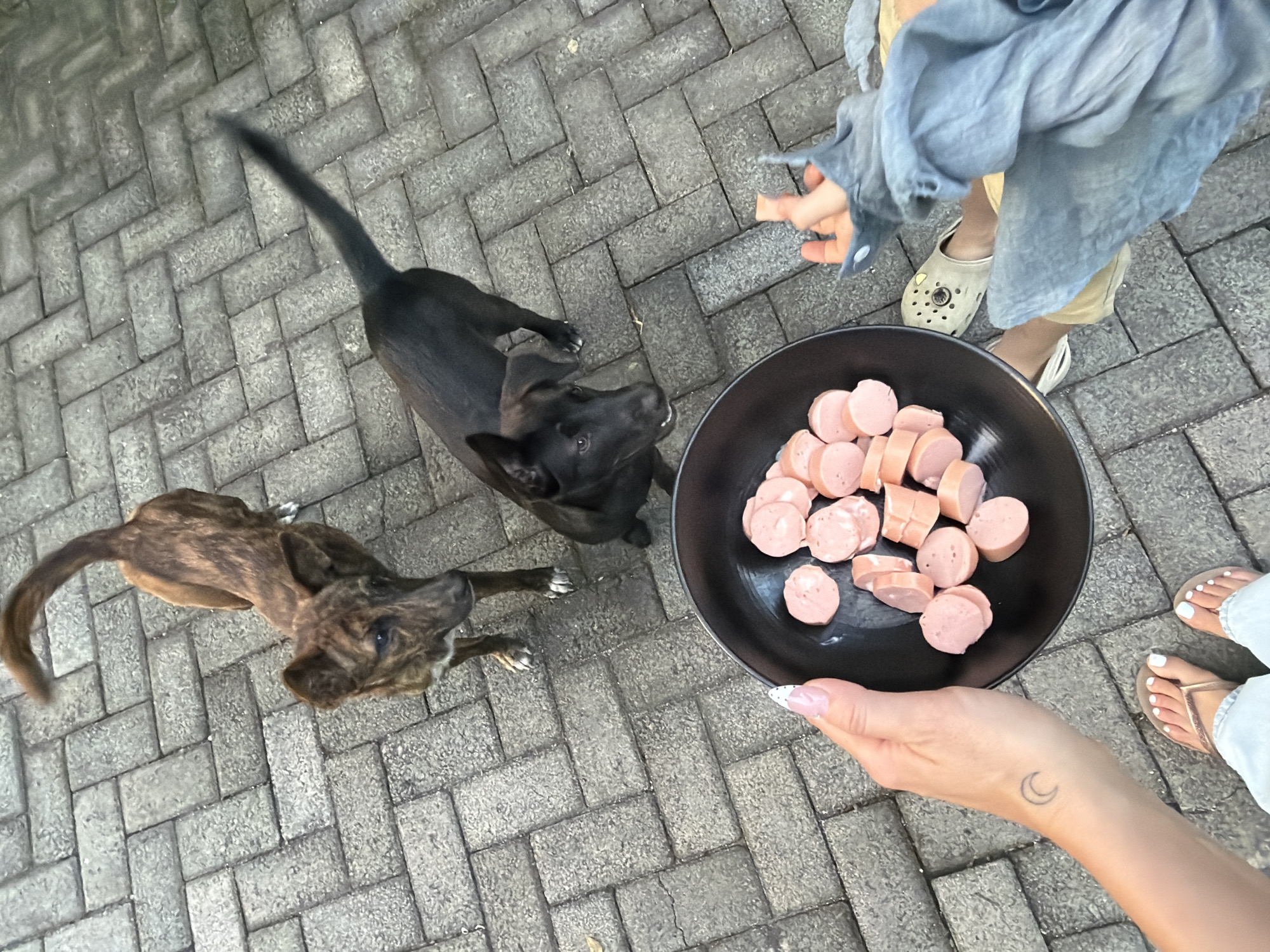 The image, taken from an overhead perspective, shows a scene on a paved surface, likely in Kuta Selatan, Indonesia. A black bowl containing sliced sausages is being held by a person with manicured nails. Two dogs, one black and one brindle, are looking up towards the bowl. Another person is visible wearing a blue shirt, khaki pants, and sandals. A third person is visible wearing light blue jeans and flip flops.