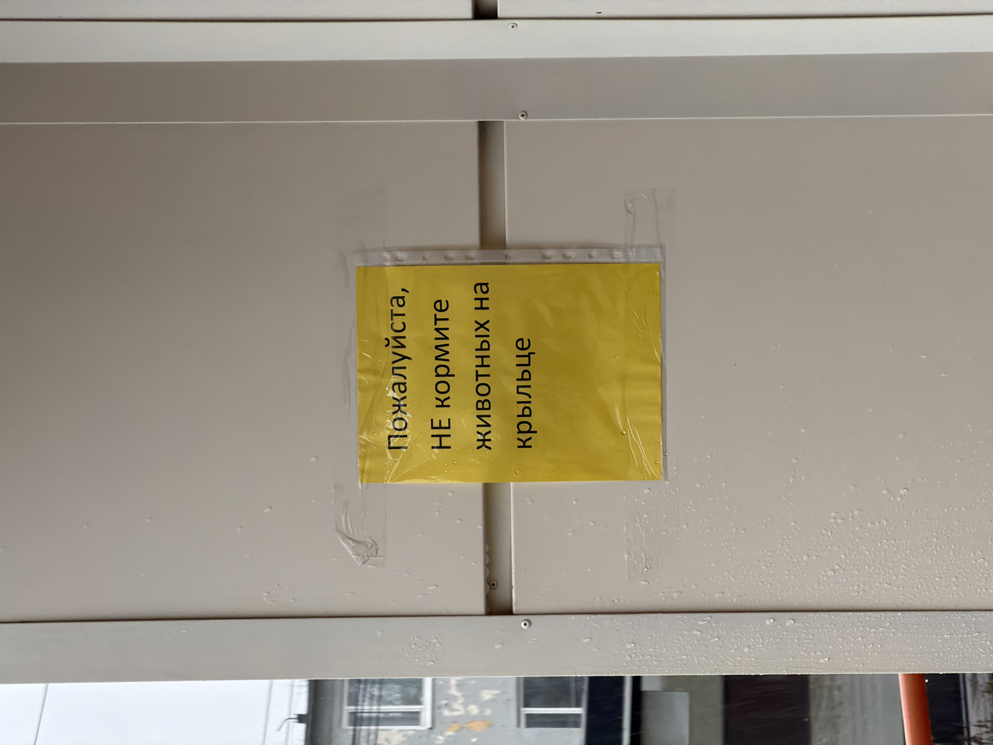 A yellow sign is taped to a light-colored, horizontally-oriented surface, likely a wall or panel. The sign contains text in Russian, with vertical text reading: "Пожалуйста, НЕ кормите животных на крыльце" (Please, do not feed animals on the porch). The sign is enclosed in a clear plastic sleeve. The surface onto which the sign is taped appears to be metallic or coated. Water droplets are visible on the surface. The background is out of focus, showing building elements, including windows. The image was taken in the city of Sarapul, Russia.