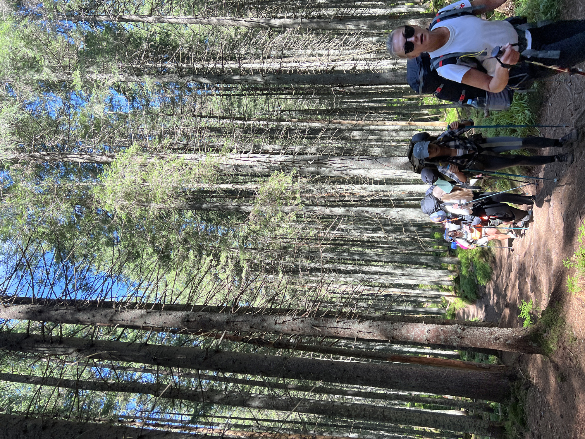The image depicts a group of hikers with large backpacks and trekking poles walking on a dirt path through a dense forest. The trees are tall and coniferous, with sunlight filtering through the branches, creating dappled shadows on the path. The sky is visible and blue through the canopy. The hikers are seen from the chest up, with the lead hiker in the foreground wearing sunglasses and a white t-shirt. The path appears to be in a mountainous or hilly area, consistent with the natural landscape surrounding Vorokhta, Ukraine, a town known for its Carpathian Mountains scenery and outdoor recreational activities. The overall scene suggests a hiking expedition or trek in a natural, forested environment.