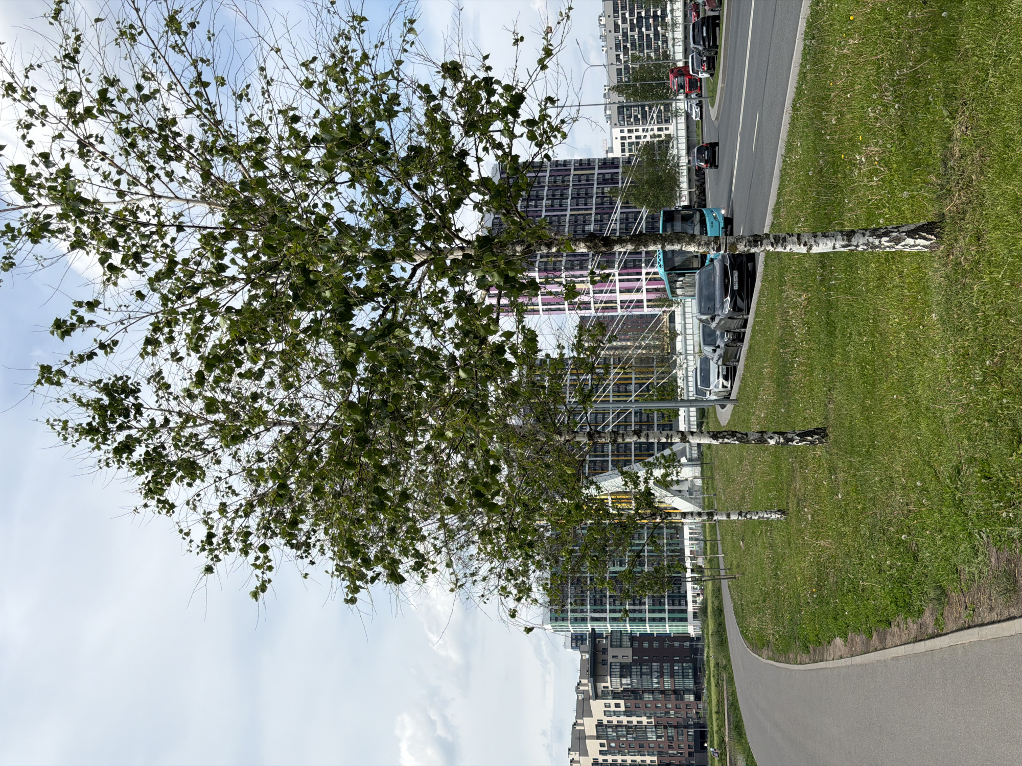 This is an outdoor, daytime photograph capturing an urban landscape in Saint Petersburg, Russia, under a partly cloudy sky. The scene is bisected by a wide, grassy median running between a curved asphalt pedestrian and cycling path on the left and a multi-lane asphalt road on the right.
The foreground features a light gray pedestrian path, which curves gently to the left. It is bordered by a narrow strip of dry soil and then a broad, unkempt grassy area. This grassy median is populated by numerous white dandelion seed heads and some small yellow flowers. Three young birch trees, characterized by their white and black mottled bark and sparse green foliage, are spaced along this median.
To the right of the median, a multi-lane asphalt road curves to the right, displaying white lane markings. Traffic includes a light blue public transport vehicle (possibly a bus or trolleybus) moving away in the rightmost lane. Several passenger vehicles, predominantly dark-colored, are visible on the road; some are parked on the far left lane, and others are in motion. Russian license plates are discernible on a black car parked on the left ("193" visible) and a white car further up the road ("797" and "RUS" visible). A red semi-truck is visible in the distance on the right. Tall streetlights with multiple lamp heads are positioned along the right side of the road.
The background is dominated by a collection of modern, multi-story residential buildings. These structures feature distinct contemporary architectural styles and colorful facades, including patterns of green and white, purple and white, brown and dark gray, and white with yellow accents. Elements of white, angular structural supports, possibly associated with a bridge or complex, are visible between the buildings on the right. A single, indistinct person is visible walking on the pedestrian path in the far left background.