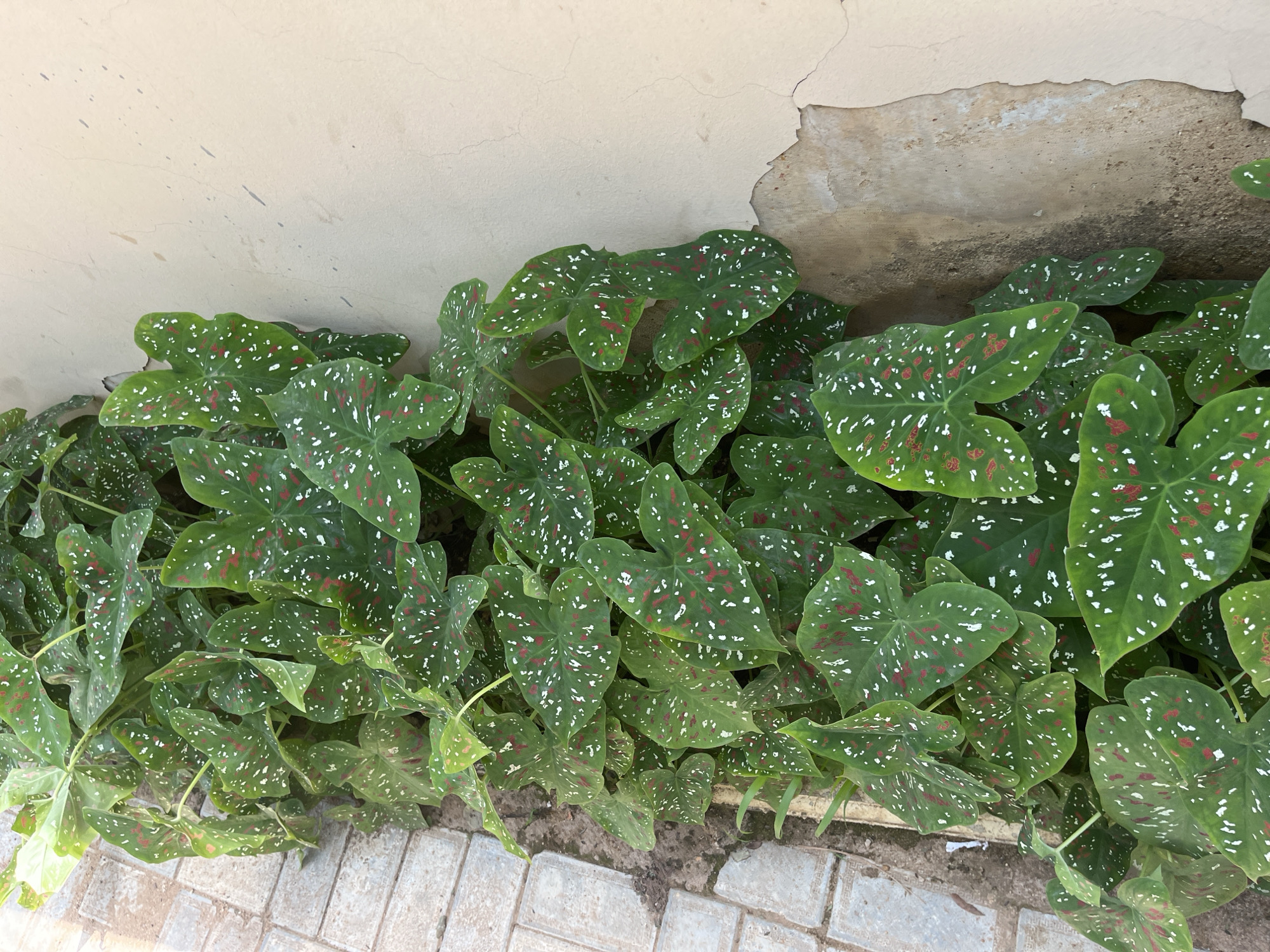 The image shows a cluster of Caladium plants with large, heart-shaped green leaves speckled with red and white. The plants are growing along a textured, light-colored wall that appears to be outdoors. The wall has areas where the plaster is peeling away, revealing a rougher, darker surface beneath. The ground in front of the plants is paved with rectangular, light-colored bricks or tiles, laid in a pattern. Some soil is visible between the paving stones and at the base of the plants. The lighting suggests it is daytime, with no strong shadows visible, hinting at overcast conditions or diffused sunlight. The scene is a close-up view of the foliage and the wall, emphasizing the vibrant patterns on the leaves. No people or animals are visible in the image. The setting appears to be a garden or a walkway adjacent to a building in Gura Top, Nigeria.