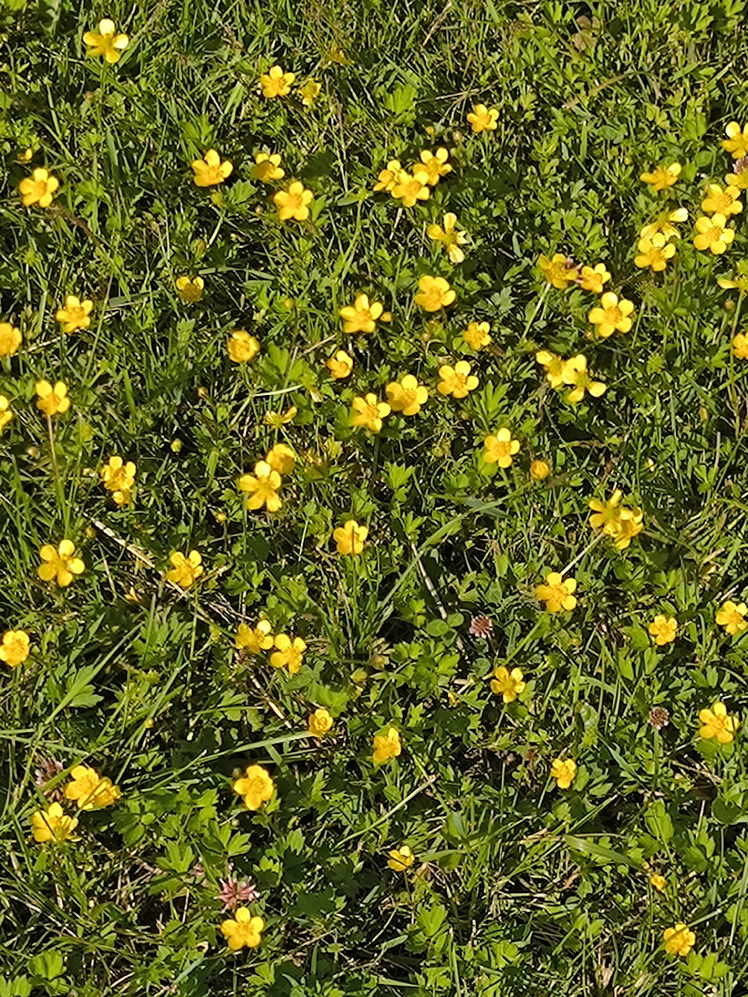 A dense, close-up, top-down view of a sunlit, grassy field populated with numerous small, yellow buttercup flowers. The grass is a vibrant green, with individual blades clearly visible, interspersed with darker green clover-like leaves. The buttercups, with their five-petaled blossoms, are scattered throughout the frame, some in full bloom and others partially closed. The overall impression is one of a natural, undisturbed meadow bathed in bright sunlight. The image captures the texture and color of the vegetation in detail, with no visible human presence or man-made objects. The location is identified as Laskino, Russia.