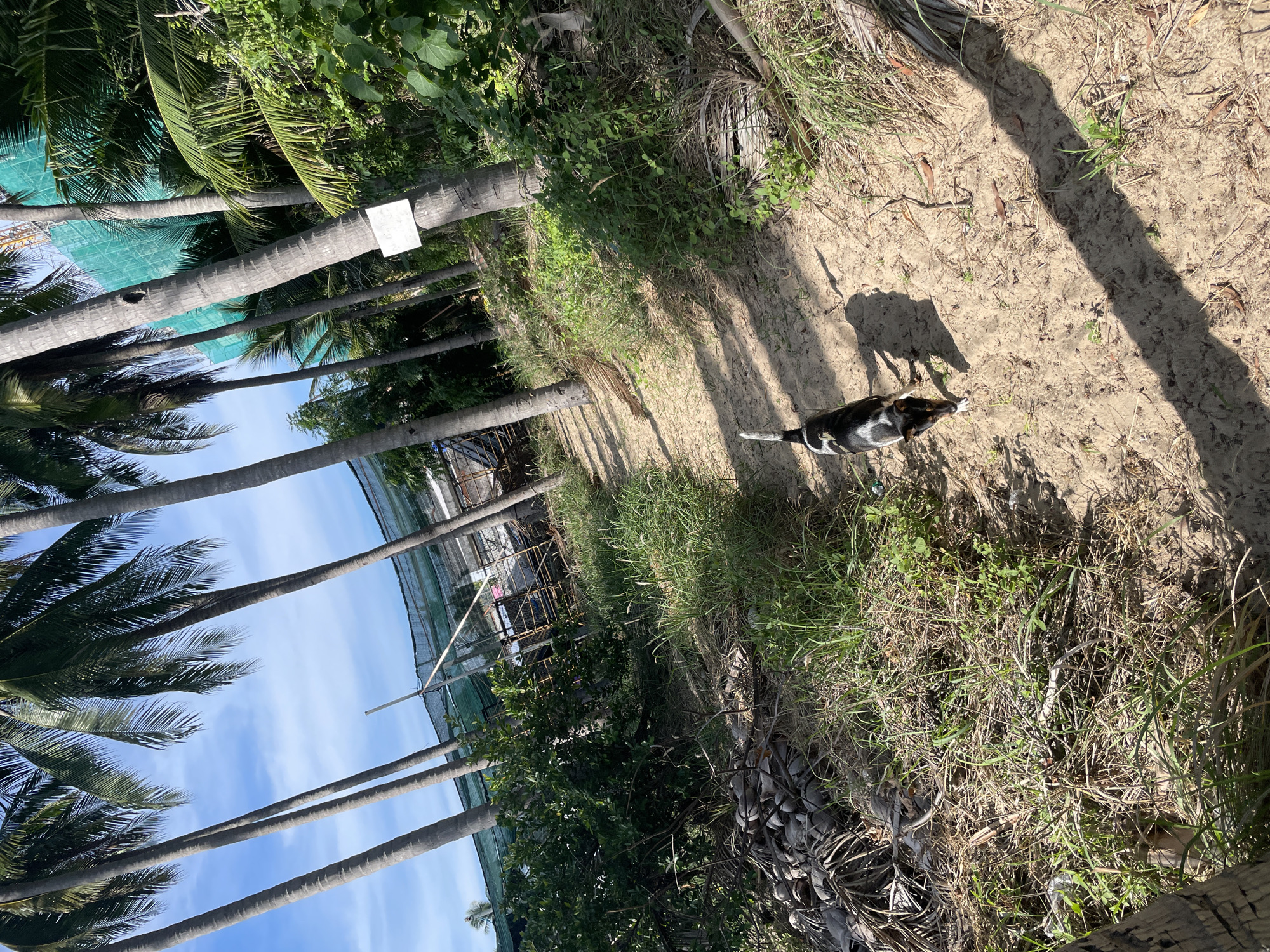 The image depicts a sandy path winding through a tropical environment, likely in Phu Thuy Ward, Vietnam, characterized by numerous tall coconut palm trees. A black and white dog with a long tail is walking away from the camera on the path. To the left of the path, a pile of dried coconut husks and fronds are visible, along with dense green foliage and some vegetation that appears to be under construction or development, with netting and scaffolding present. The ground is a light sandy color, with shadows cast by the palm trees creating a striped pattern. The sky above is blue with scattered clouds.