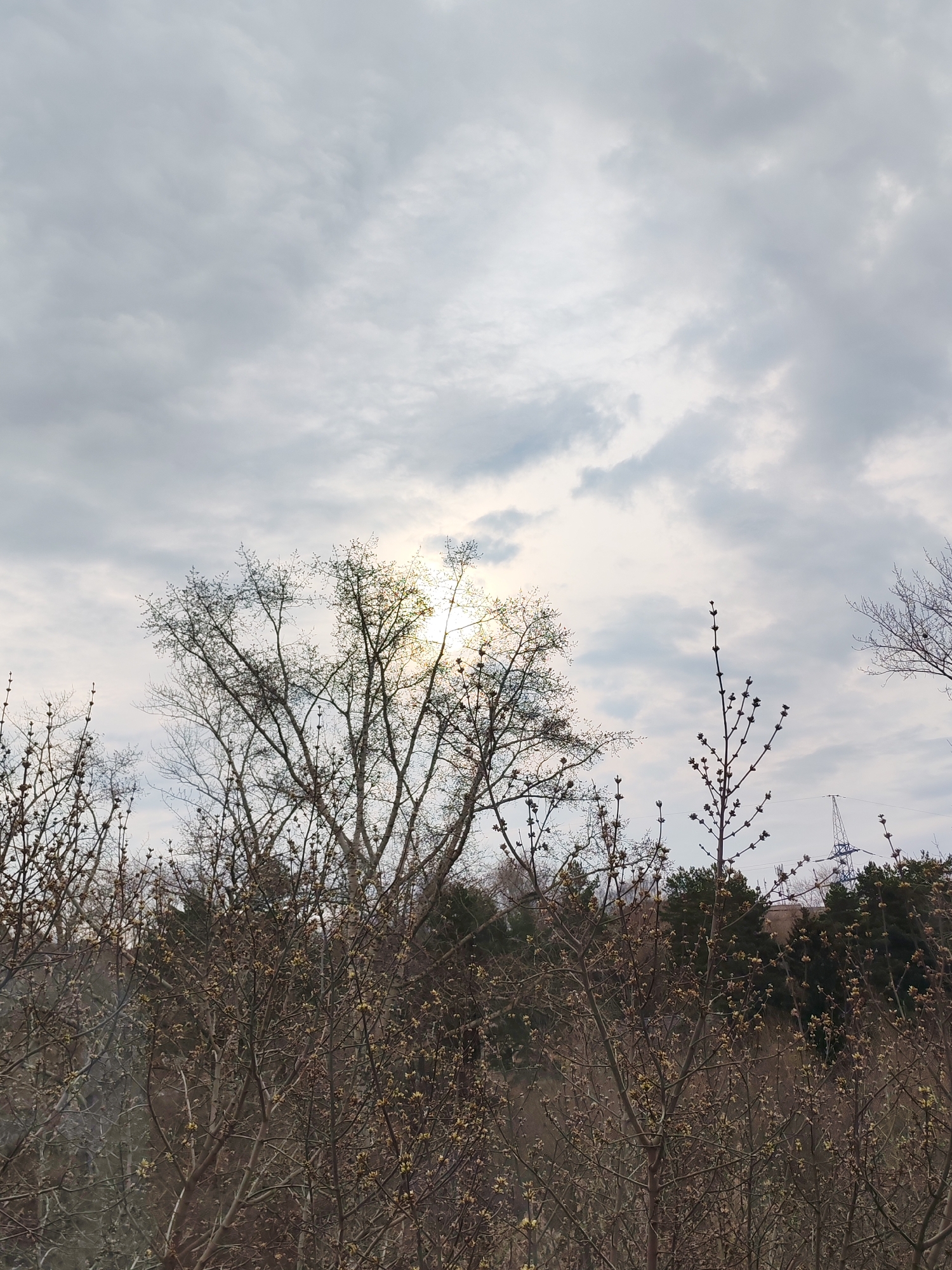 The image presents a view of trees and bushes under a cloudy sky. The vegetation in the foreground consists mainly of leafless deciduous trees and bushes with small buds, suggesting it is early spring or late autumn. The sun is partially obscured by the clouds and branches of a central tree, creating a diffused light. In the background, there is a dark mass of evergreen trees, likely pines or firs. Faintly, behind the trees, one can see a glimpse of a crane or other industrial structure and a utility pole, indicating that this scene may be on the outskirts of a city or in a suburban area. Given the reference to Izhevsk, Russia, it's possible this image was taken in a park or wooded area on the edge of the city. No people are visible in the frame.
