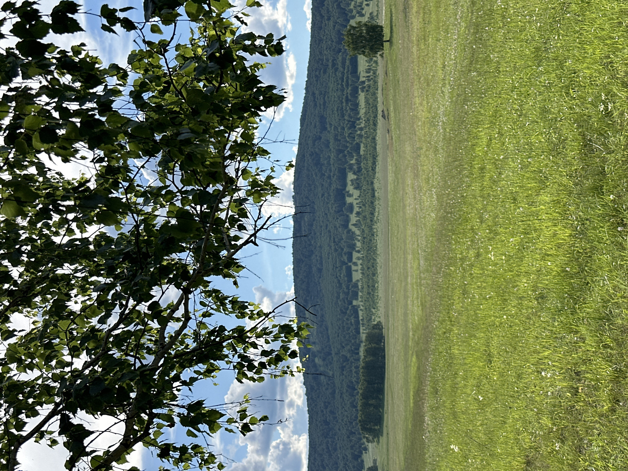 This is a vertical, wide-angle, outdoor photograph taken on a sunny day. The foreground is dominated by the left side of a deciduous tree with lush green leaves and a network of branches and twigs against a bright blue sky scattered with white, puffy clouds. The tree's foliage is dense and obstructs some of the view behind it.
To the right of the tree, the scene transitions to a vast, rolling landscape. A steep, heavily wooded hill covered in dark green trees forms a prominent backdrop. The hillside is textured with varied shades of green, indicating the density and types of trees. A solitary, smaller tree stands out in the middle ground against the lighter green of a large, open field.
The field itself occupies the majority of the right side of the image. It appears to be a grassy meadow, possibly a pasture or a wildflower field, with patches of lighter green and small white flowers scattered throughout. The grass is tall and appears to be moving slightly, suggesting a gentle breeze. The overall impression is of a serene and natural landscape. The lighting suggests it is daytime, likely late morning or afternoon, given the bright sun and clear sky. There is no visible text in the image.