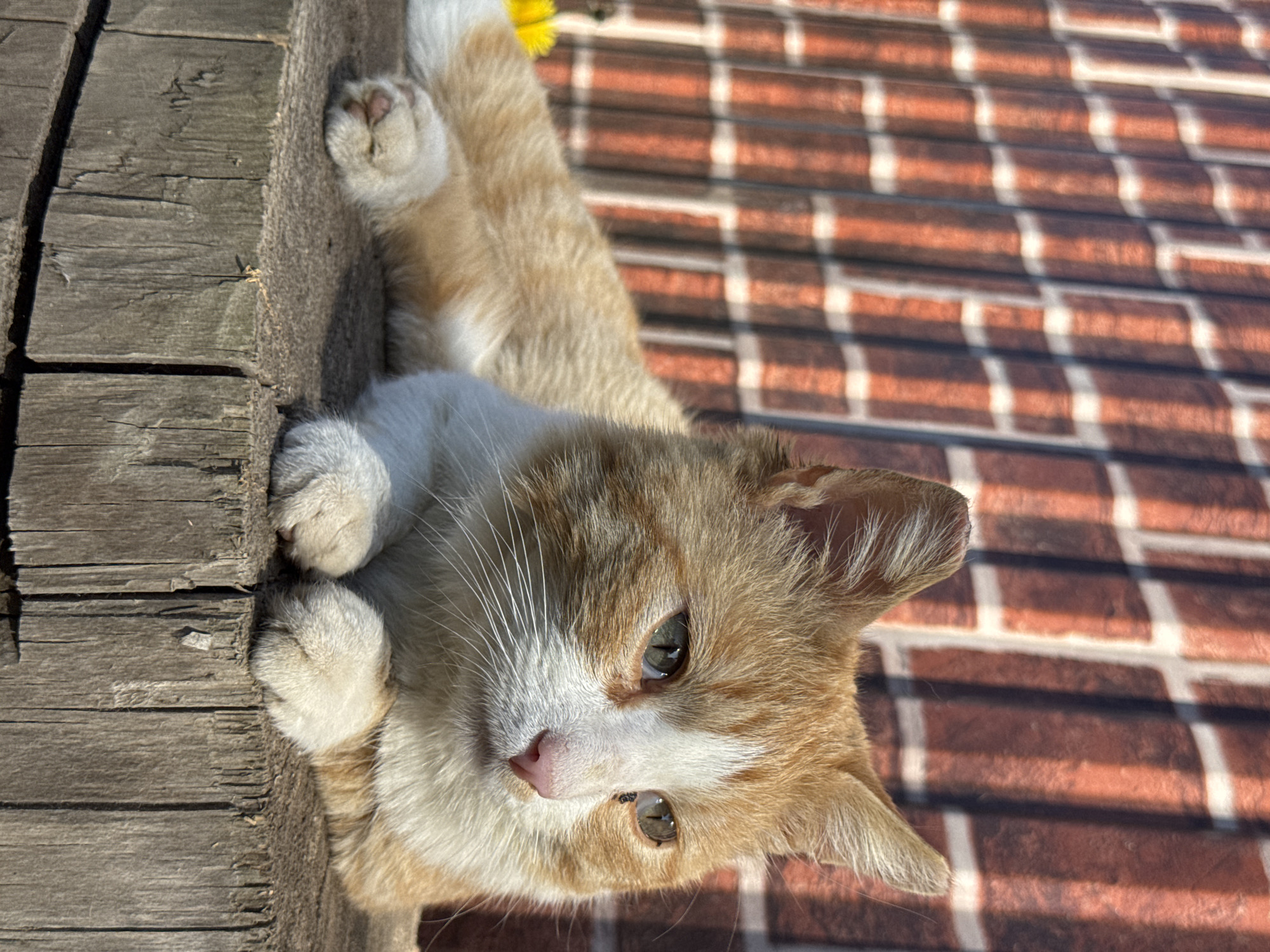 A cat with orange and white fur lies on a surface made of planks, likely a deck or wall. Its paws are visible, and it is looking towards the viewer. The background consists of a brick wall with a shadow pattern cast upon it, indicative of sunlight filtering through an object. The location, Кемуль, Russia, is not verifiable within the image content.