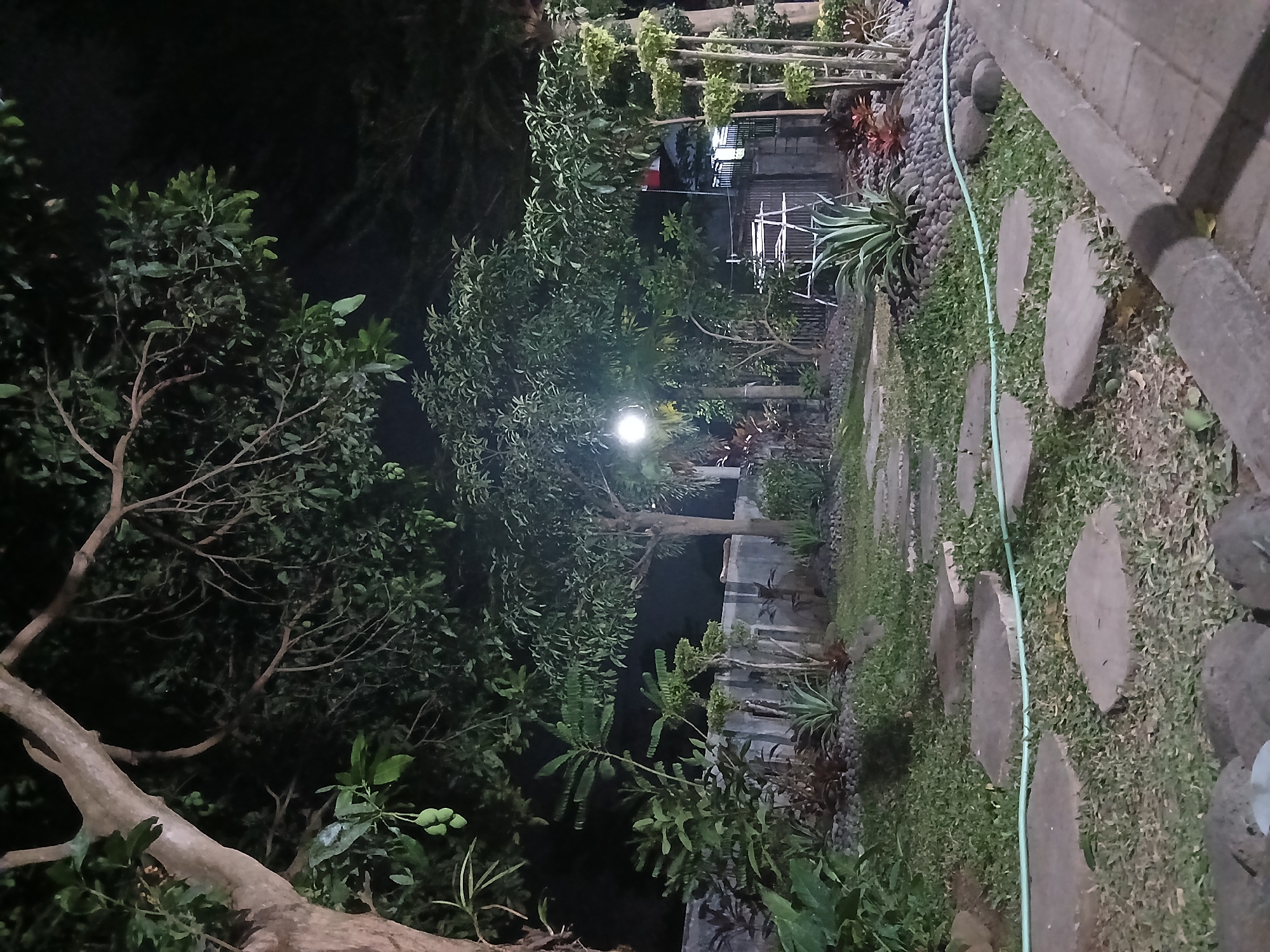 A nighttime view of a garden in Sekarputih, Indonesia, features a stone pathway laid with flat, irregular stepping stones through a grassy area. The path is partially bordered by a light green garden hose. Several large, round rocks are scattered along the edge of the pathway. In the background, a low, light-colored stone wall runs horizontally across the scene. Beyond the wall, a variety of lush green plants and trees are visible, with some foliage illuminated by artificial light. A single, round light fixture is visible in the mid-ground, casting a soft glow on the surrounding trees. The overall impression is of a tranquil, cultivated outdoor space, likely a residential garden or a small park, under the cover of darkness.