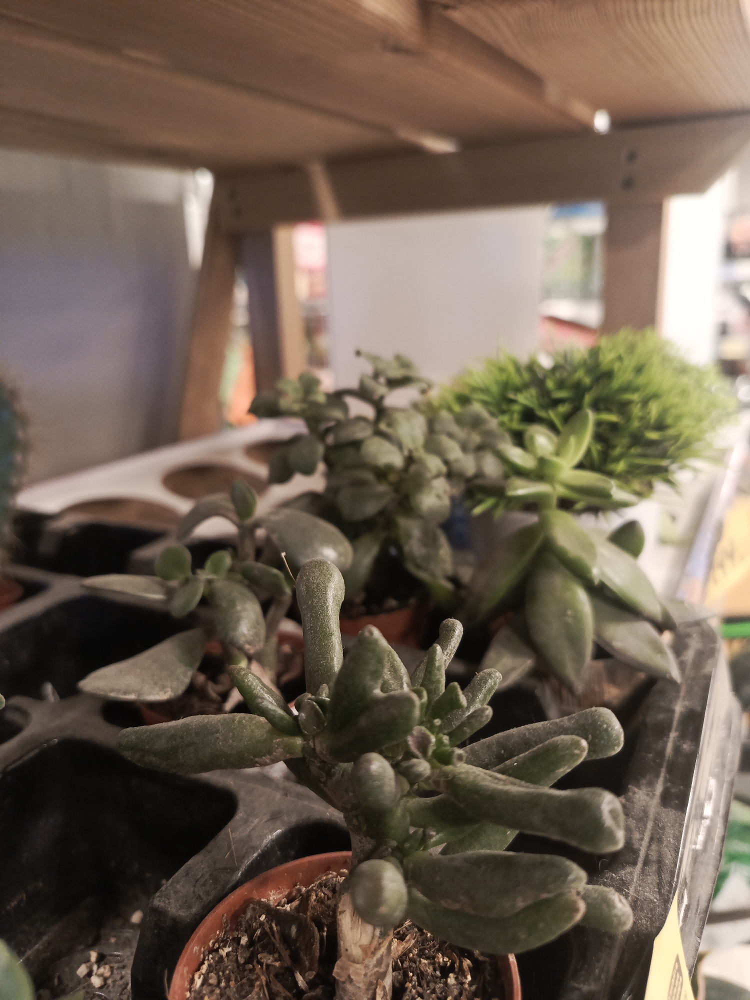 The image displays a close-up view of several potted succulents on a shelf. The foreground is dominated by a succulent with thick, finger-like leaves, potted in a small terracotta pot. Behind it, other succulents with various leaf shapes are visible, some in black plastic containers. A wooden shelf is overhead, casting a shadow. The background is blurred but suggests an indoor setting, possibly a plant nursery or a store. The location is identified as the city of Perm, Russia. There are no people or active interactions depicted in the image.