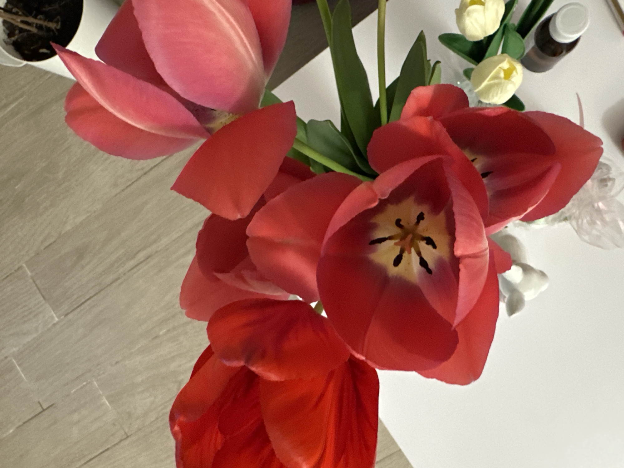 The image shows a close-up view of a bouquet of red and pink tulips. The flowers are arranged on a white surface, presumably a table. In the background, there is a small vase containing white tulips and a small brown bottle with a white cap. The surface beneath the flowers appears to be a light-colored, wood-patterned surface. The composition is focused on the beauty and detail of the tulips, with the other elements adding context to the scene. There is no information to suggest that this image was taken in Sofia, Bulgaria.