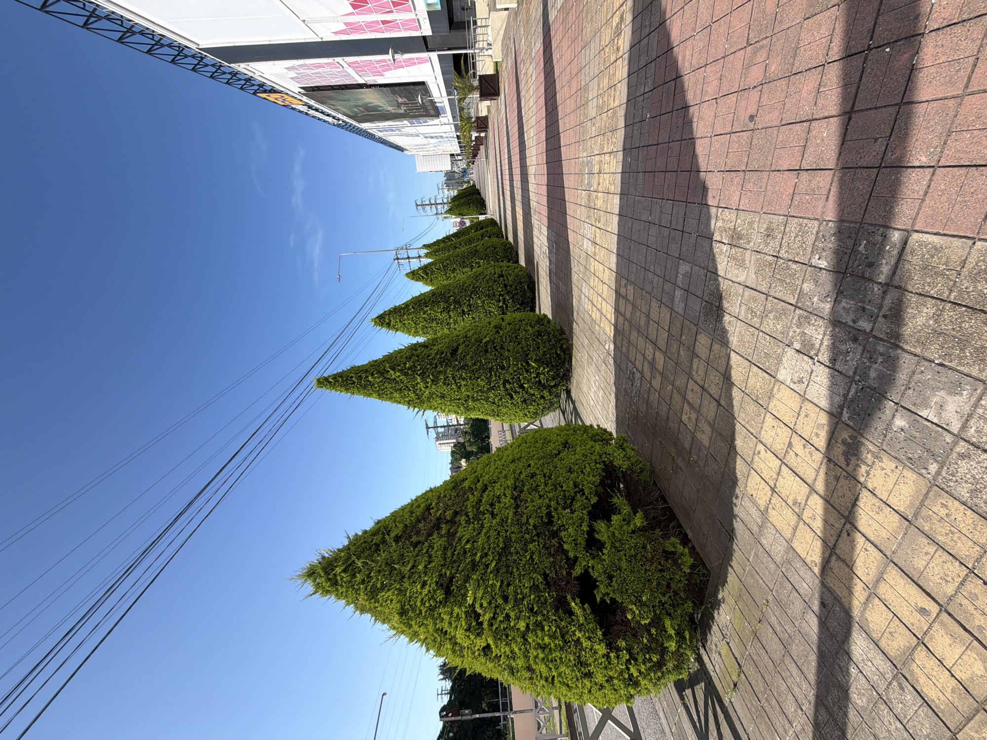The image captures a bright, sunlit urban street scene in Sochi, Russia, characterized by a row of neatly manicured, conical evergreen bushes alongside a patterned sidewalk. The perspective is low, looking down the length of the street, with the bushes extending from the foreground into the distance on the right side of the frame.
The pavement consists of rectangular tiles laid in a grid pattern, alternating between reddish-brown and yellowish-gray sections. Strong, dark shadows from the bushes and potentially unseen structures fall across the sidewalk, indicating a clear, sunny day, likely midday or early afternoon.
Above the bushes and to the left, a vibrant, clear blue sky dominates, with only a few faint, wispy clouds visible. Several black power lines stretch across the upper-left section of the sky. In the mid-ground, a streetlight and other utility poles can be seen. Along the left side of the frame, the modern facades of several buildings are visible, featuring large white panels, prominent windows, and sections with red or pink geometric patterns. Some banners or billboards are present on the buildings, but any text or logos are illegible. Fences or railings are partially visible at the base of the bushes and along the pavement edge.
No people or animals are present, and no specific activities are occurring. The scene conveys a sense of quiet urban order under clear, sunny weather.