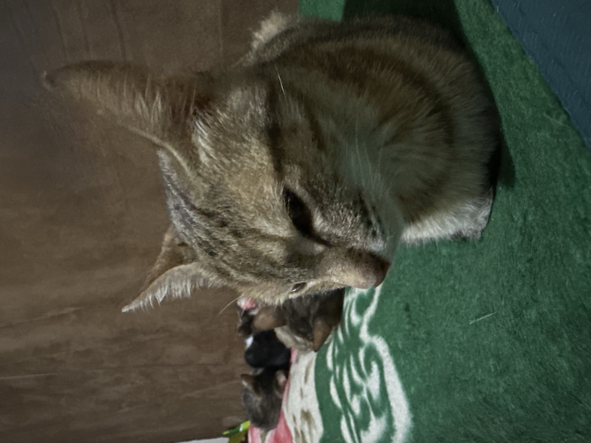 A medium shot photograph depicts a tabby cat lying on a green blanket with a pink and white pattern. The cat is positioned in the foreground, facing right with its head turned towards the viewer. Behind the cat, several kittens are nestled together, appearing to be asleep. The background consists of a brown, textured wall. The lighting is dim, creating shadows. The scene appears to be indoors. The location is described as Jos, Nigeria.