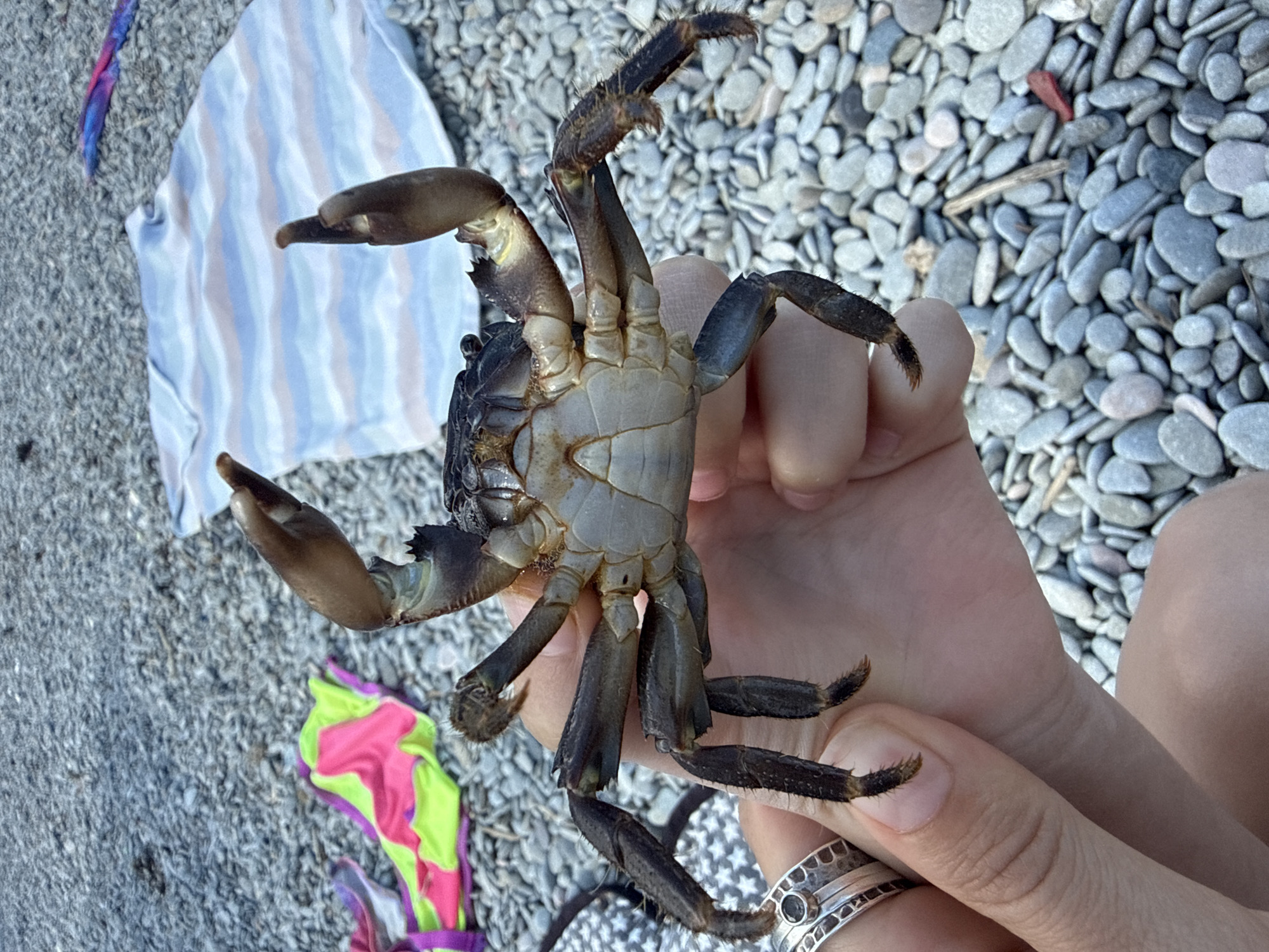 A crab is being held belly-up in a hand, with a rocky beach environment in the background. In the scene, the person's hand is visible wearing a ring. Beside the hand and crab are scattered articles of clothing, including a white striped shirt, a pink and green garment, and a small blue piece of cloth, all lying on the ground, which consists of two types of rock surfaces. One surface is composed of small pebbles, while the other contains larger rocks. The picture was taken outdoors in the city of Unknown, Unknown.