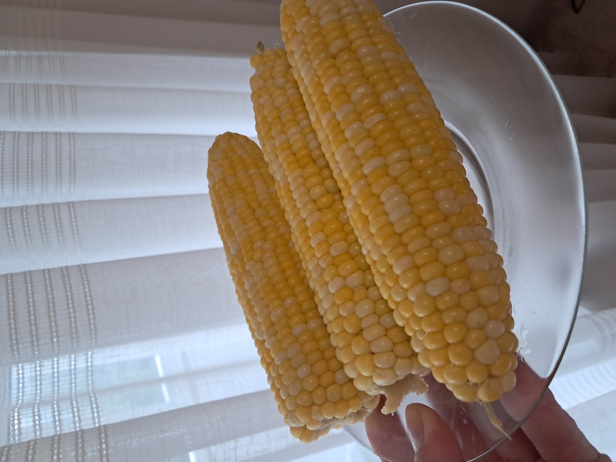 Three ears of bi-color corn are arranged on a clear glass plate. The corn is on a plate in front of sheer white curtains. The corn is yellow and white, and it appears to be fresh. The plate is slightly curved, and the corn is resting on it. The curtains are hanging in the background, and they are lit by a soft light.