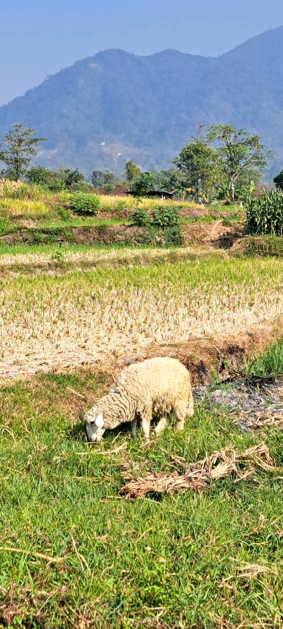 A lone sheep with light-colored wool grazes in a grassy area in front of a field of dry, yellowed vegetation, which is likely harvested rice stalks. The terrain slopes upwards, showing terraced fields with patches of green and yellow. In the background, lush green trees and some structures, possibly houses and a small open-sided shelter, are visible. Beyond the trees, a large, hazy blue mountain dominates the horizon under a clear, pale blue sky. The scene depicts a rural agricultural landscape.