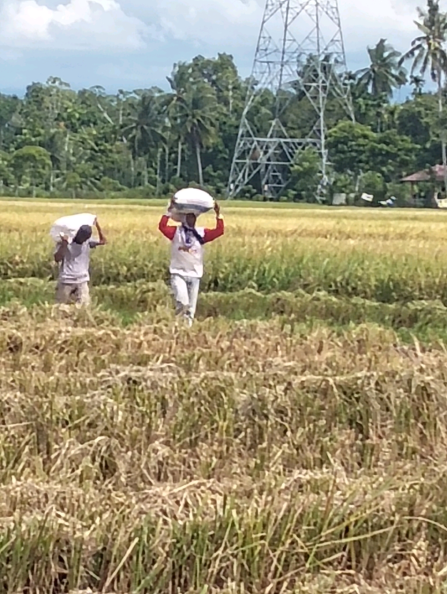 Two individuals are walking through a harvested rice paddy under a cloudy sky. They are carrying large sacks of harvested grain on their heads. The person on the left is wearing a gray t-shirt and khaki shorts. The person on the right is wearing a red and white long-sleeved shirt and white pants. In the background, there is a large metal transmission tower, lush green trees, and a small building with a red roof. The rice paddy itself is a mix of stubble and dried stalks, with some green vegetation interspersed. The image appears to be taken in the village of Teungoh, Indonesia.