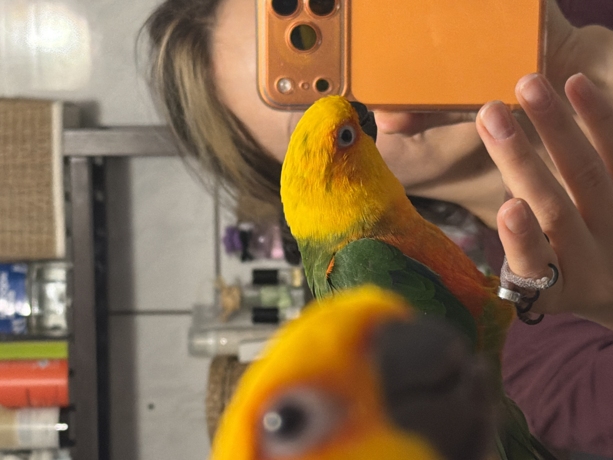 A woman is taking a selfie with a pair of brightly colored parrots. She holds an orange phone, partially obscuring her face. One parrot is in focus and perched in front of the phone, while another is blurry in the foreground. The parrots have yellow heads, green bodies, and dark beaks. The woman's fingers are visible, adorned with a ring. The background shows a shelf with items and a wall.