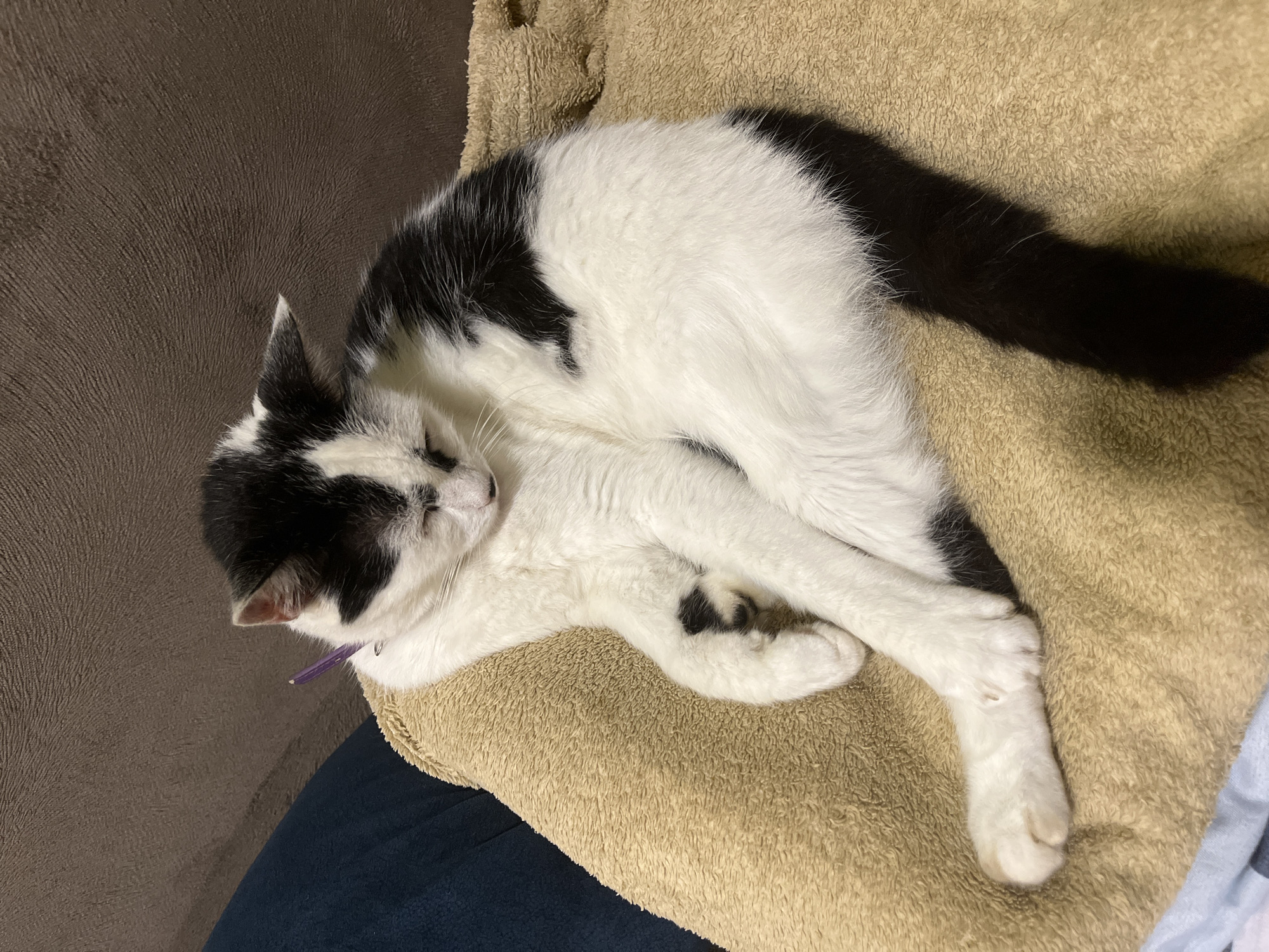 A black and white cat is resting on a textured tan blanket. The cat is curled up, with its eyes closed and its head resting on its front paws. A purple collar is visible around its neck. The background consists of a dark brown textured surface, likely a couch, and a blue fabric. The scene appears to be indoors. The image does not provide any information about the location in the city of Ureki, Georgia.