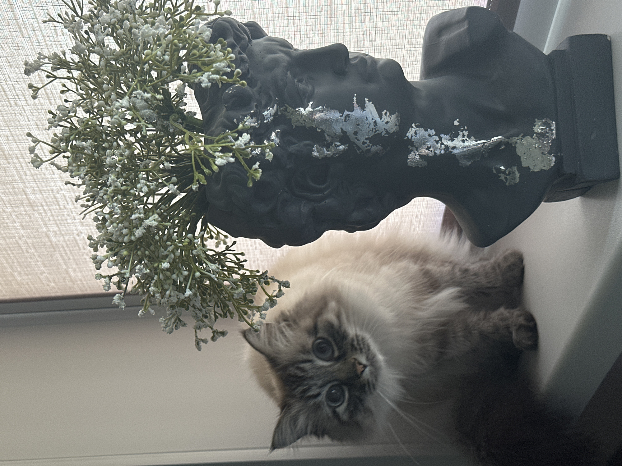 A medium shot shows a cream-colored feline with gray and black markings near a black sculpture of a head with sprigs of white flowers coming out of it. The cat has large, round, expressive eyes and long whiskers. The sculpture has silver accents on its surface. Both are located on what appears to be a windowsill or ledge in front of a window covered with a sheer white curtain. There is no information to suggest the location of Kuda, Russia.