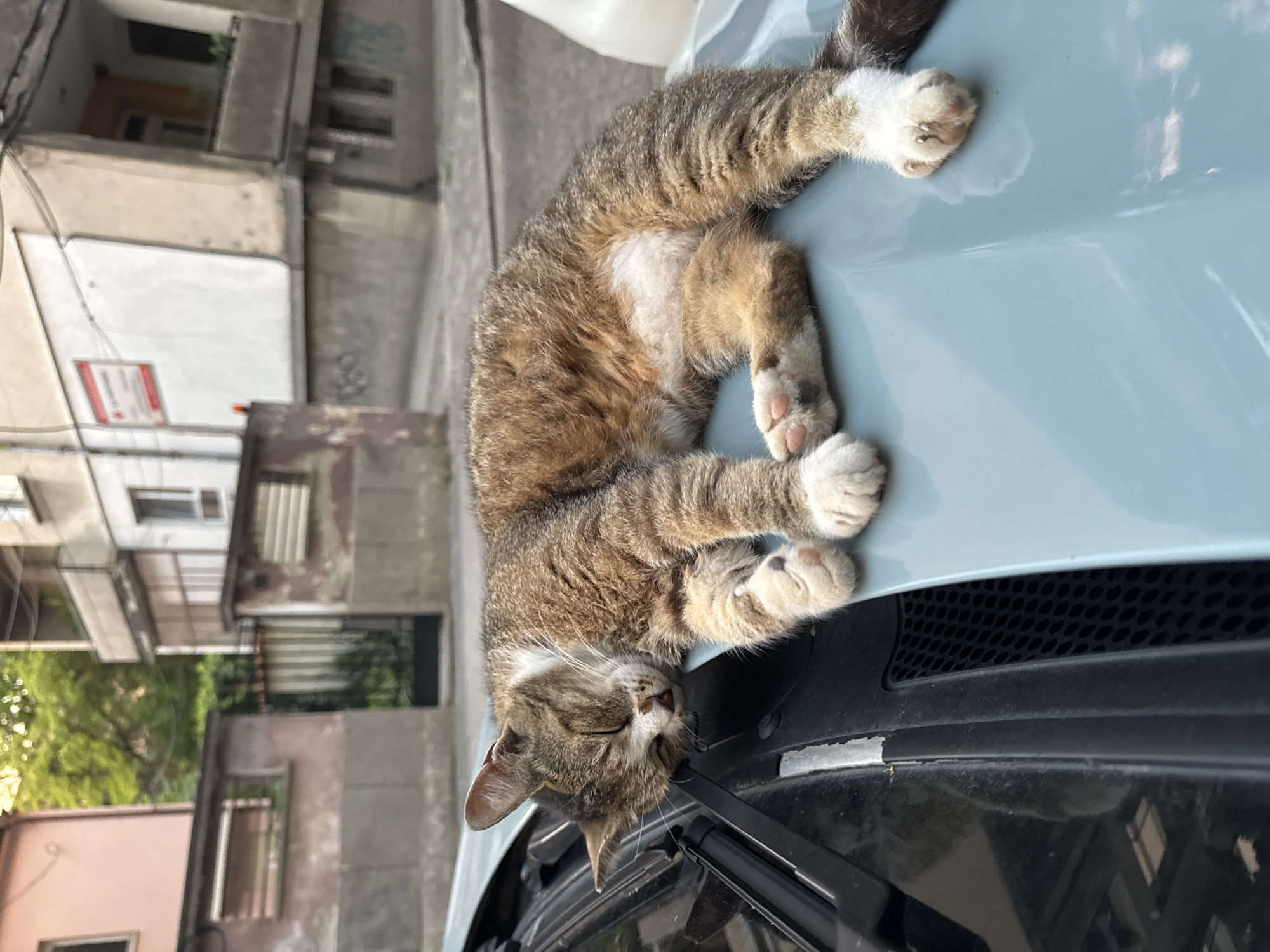 A tabby cat is sleeping on the hood of a light blue car parked on a street. The cat is lying on its side, with its eyes closed and paws tucked in. The car is parked in front of a residential building with a balcony and a red and white sign. In the background, there are other buildings and trees. The scene appears to be in the city of Plovdiv, Bulgaria.