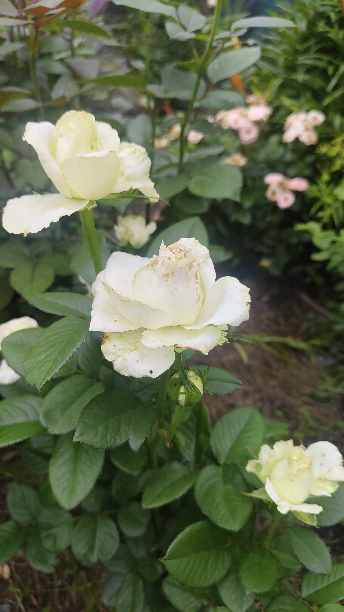 The image depicts a close-up of several pale yellow roses in bloom, set against a backdrop of lush green foliage. The roses show some signs of wilting, with browning on the edges of some petals. One rose in the foreground is particularly detailed, revealing its delicate structure and the presence of a rosebud beneath it. The background is softly blurred, suggesting a garden or natural setting with hints of other lighter-colored flowers. The lighting appears to be natural, possibly overcast. There are no people or animals visible in the image. The scene is purely botanical, focusing on the beauty and subtle imperfections of the roses. The location is not discernible from the image alone.
