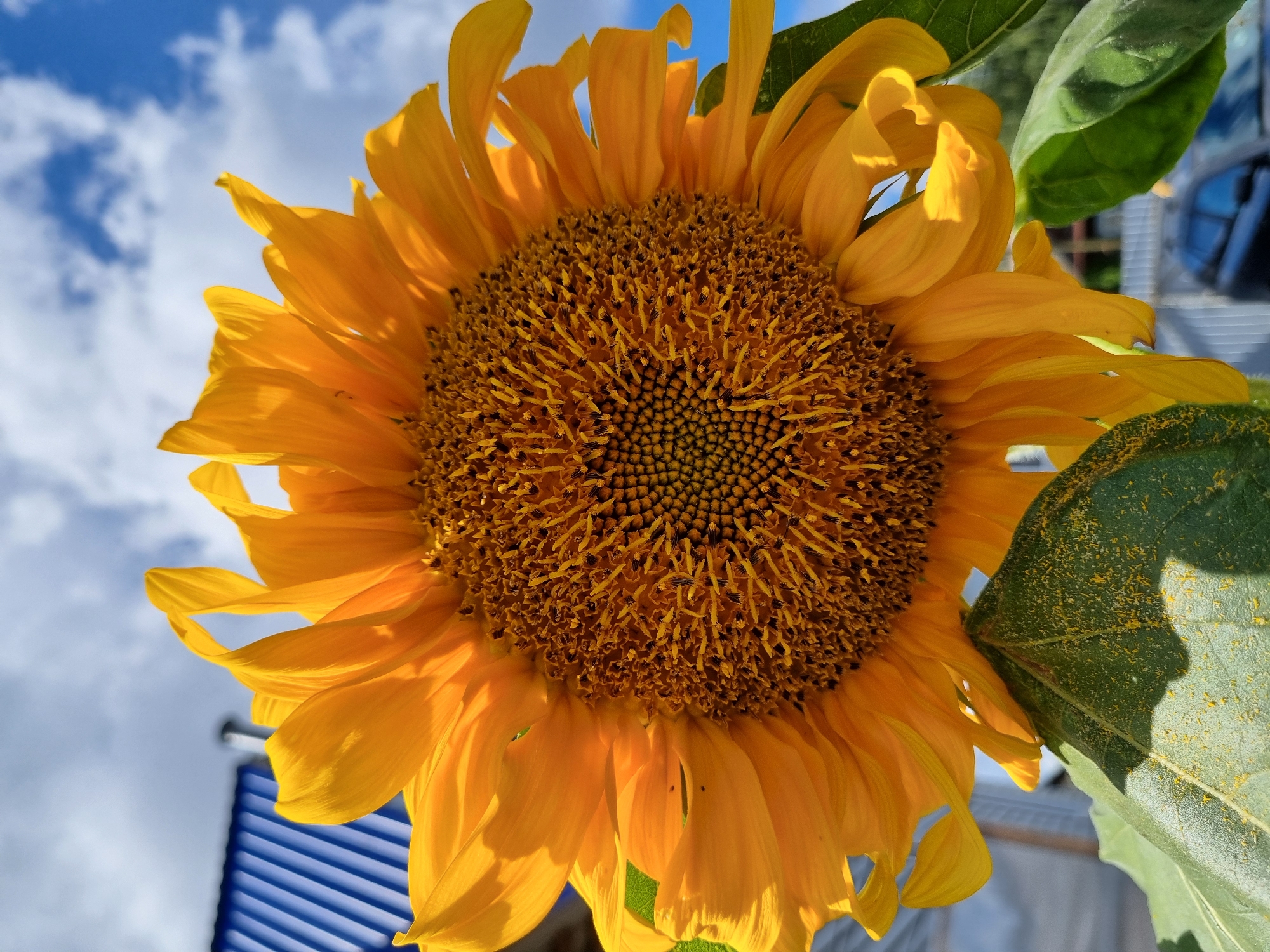 A close-up, low-angle shot features a vibrant sunflower facing the camera. Its bright yellow petals are unfurled, and the dark brown center is densely packed with florets. The background reveals a bright blue sky with scattered white clouds. To the left, a blue metal roof of a building is visible, and on the right, a white fence and a dark-colored car are blurred in the distance. The sunflower is in an outdoor setting, possibly a garden or yard, in the city of Shymkent, Kazakhstan. The lighting suggests it is a sunny day.