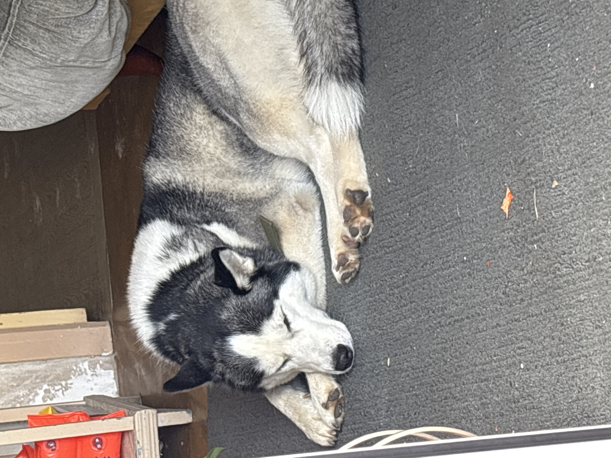 A Siberian Husky dog is sleeping on a dark grey carpet in what appears to be an indoor/outdoor transition area, possibly a porch or entryway. The dog is curled up with its head resting on its paws. In the background, a white shelf unit with red items on it is visible to the left, and a person wearing grey pants is partially visible on the right, seated on a chair. The flooring in the background appears to be wood. The overall setting suggests a residential area.