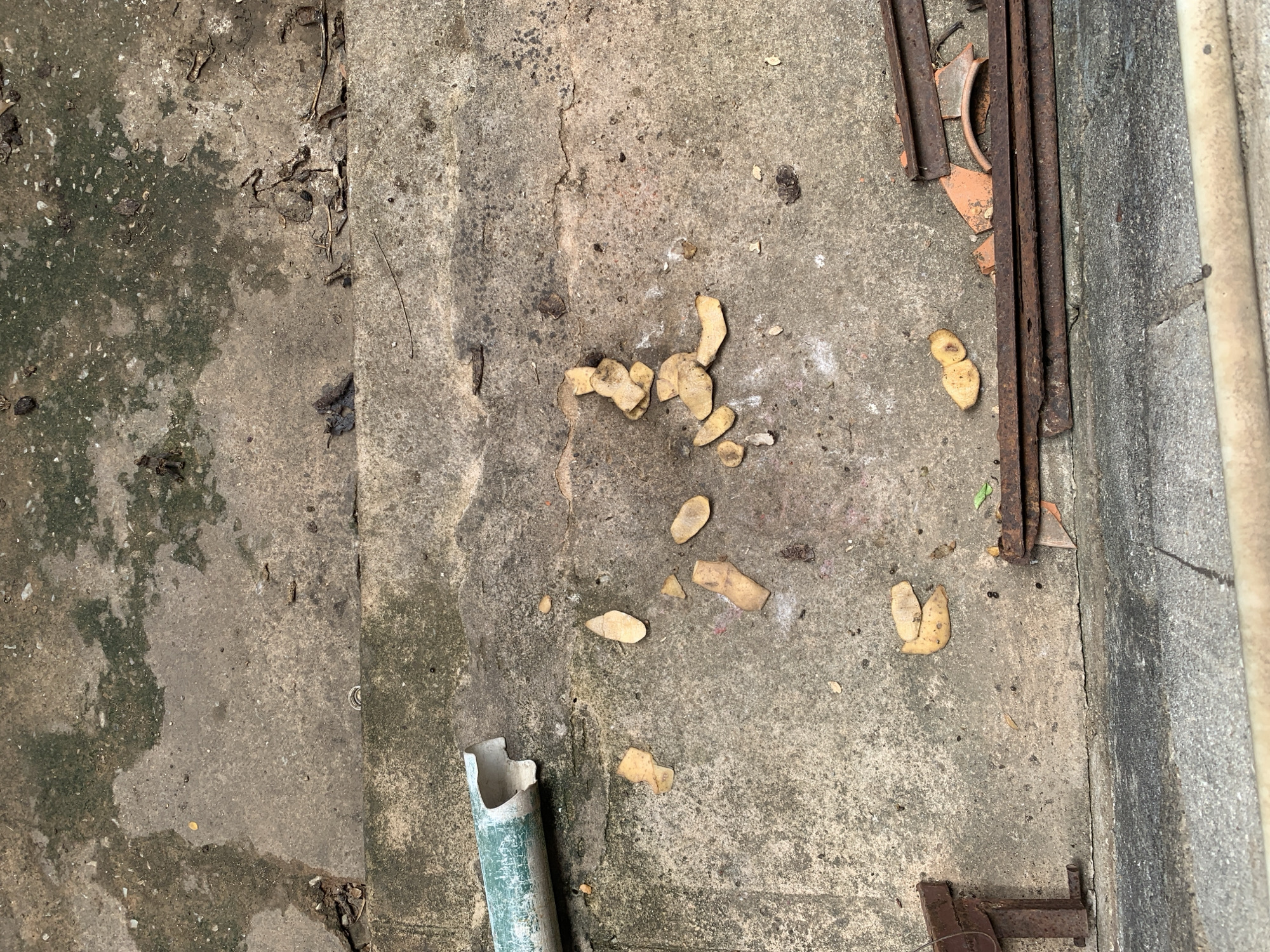 The image depicts an outdoor scene on a concrete surface, likely an urban environment, given the presence of discarded materials. In the upper portion of the image, a broken green and white pipe segment lies horizontally across a concrete step. Scattered on the concrete surface are several pieces of potato peels, appearing light brown and somewhat dried. To the right, a pile of rusty metal, possibly scrap or debris, is visible, alongside broken terracotta fragments. The concrete itself shows signs of wear and tear, with some areas exhibiting mossy growth and cracks. The overall setting suggests an area that is not well-maintained, possibly an alleyway or a neglected public space. The location of Santa Ana, Venezuela, implies a specific regional context, but the visual information itself does not provide any direct clues to confirm this geographical specificity beyond what is provided in the prompt.