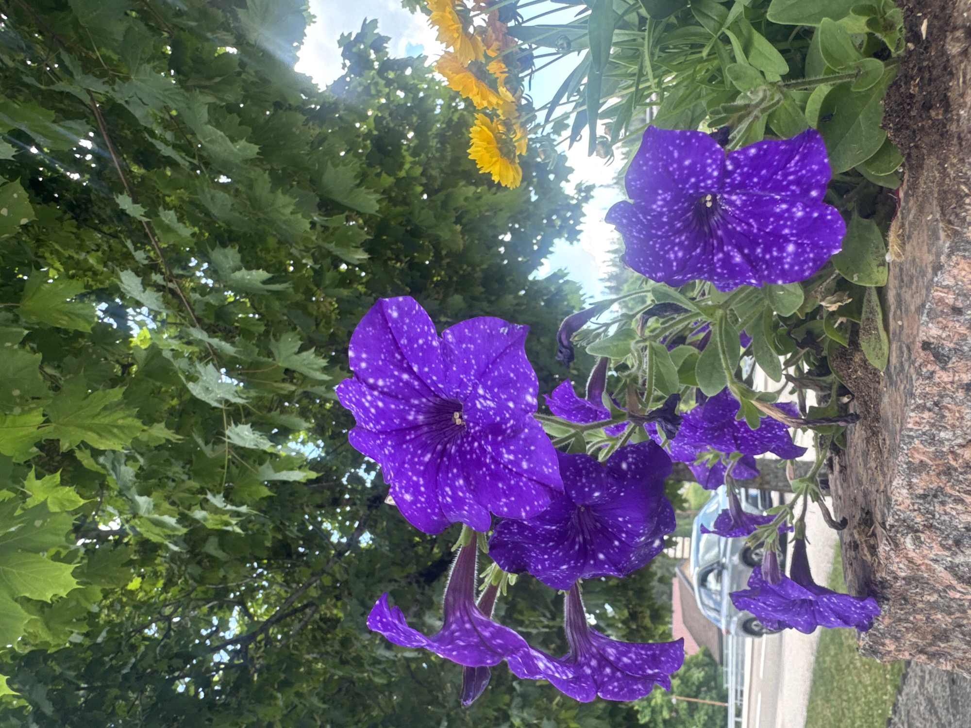 This is a vertical, eye-level, medium shot of purple petunias with white speckles, likely a variety known as "Night Sky" petunias. The flowers are the main subjects, with a few prominent blooms in the foreground and others cascading down. They are surrounded by lush green foliage, with some yellow flowers in the background, possibly dandelions, suggesting an outdoor setting. The petunias are growing in what appears to be a planter or garden bed next to a rough, textured, reddish-brown surface, which could be stone or concrete.
In the background, a paved road is visible, with a light-colored car driving past, partially obscured by the flowers and greenery. A building with a pale roof is also visible behind the car. The sky is visible through the leaves, with bright light and some clouds, indicating it is daytime, likely sunny. The overall impression is one of a vibrant, natural setting, possibly a garden or roadside planting in a residential or public area. There is no visible text in the image. The scene evokes a feeling of natural beauty and tranquility, with the delicate flowers providing a focal point against the backdrop of greenery and everyday life. The specific location of Les Rousses, France, suggests a European setting.