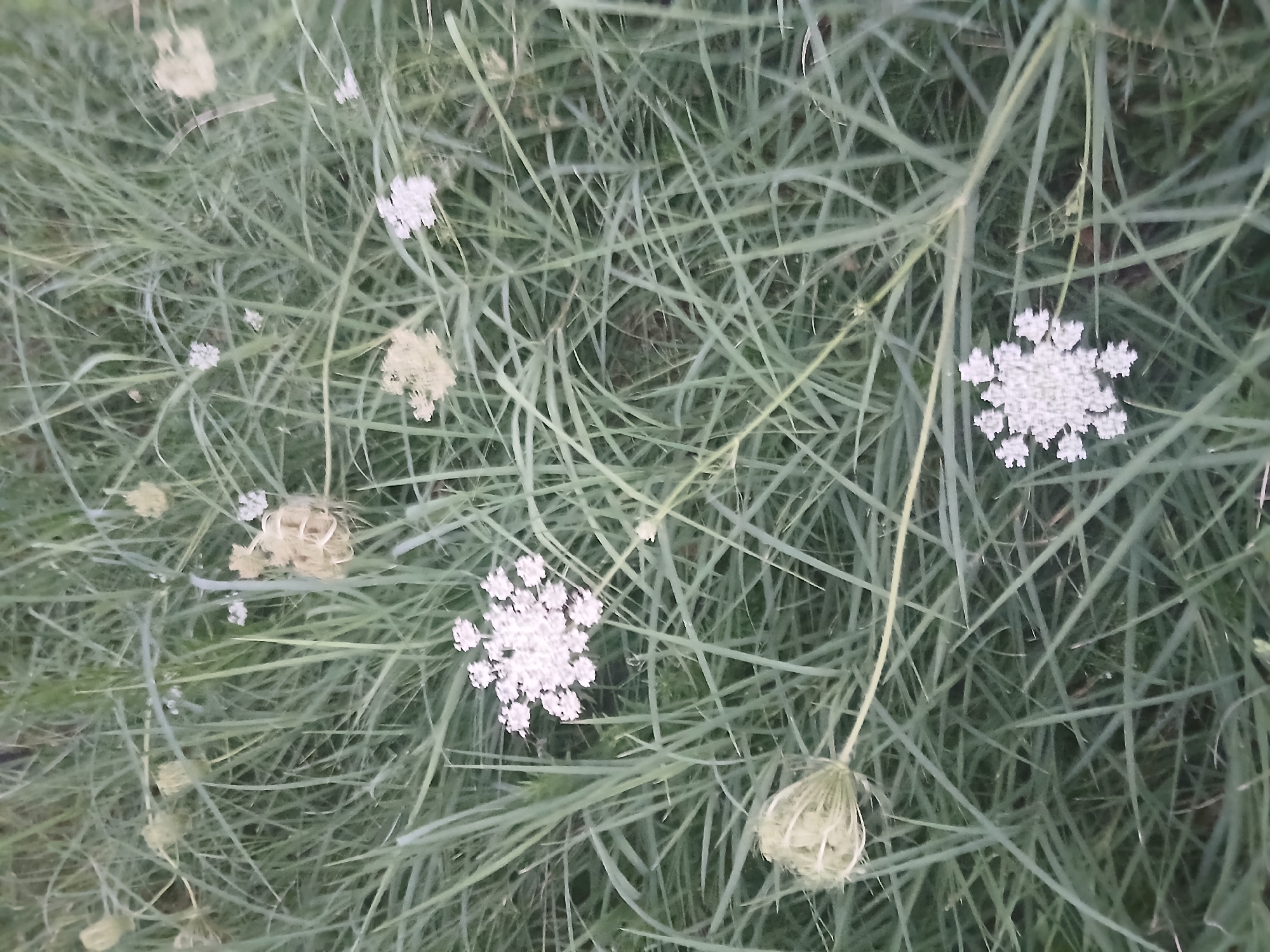 This is a medium shot, overhead view of a field of Queen Anne's Lace (wild carrot) flowers in Shymkent, Kazakhstan. The scene is dominated by the delicate white, umbrella-shaped flower heads of the Queen Anne's Lace, some in full bloom and others in the seed-pod stage. These are interspersed with tall, wispy green grass, creating a natural, wild setting. The lighting suggests it is daytime, with a soft, diffused light that doesn't cast harsh shadows, possibly indicating an overcast day or the golden hour. The focus is on the intricate details of the flowers and the texture of the grass, with a shallow depth of field blurring the background. No people, text, or specific architectural elements are visible, suggesting an outdoor natural environment. The overall mood is serene and natural, highlighting the beauty of wildflowers.
