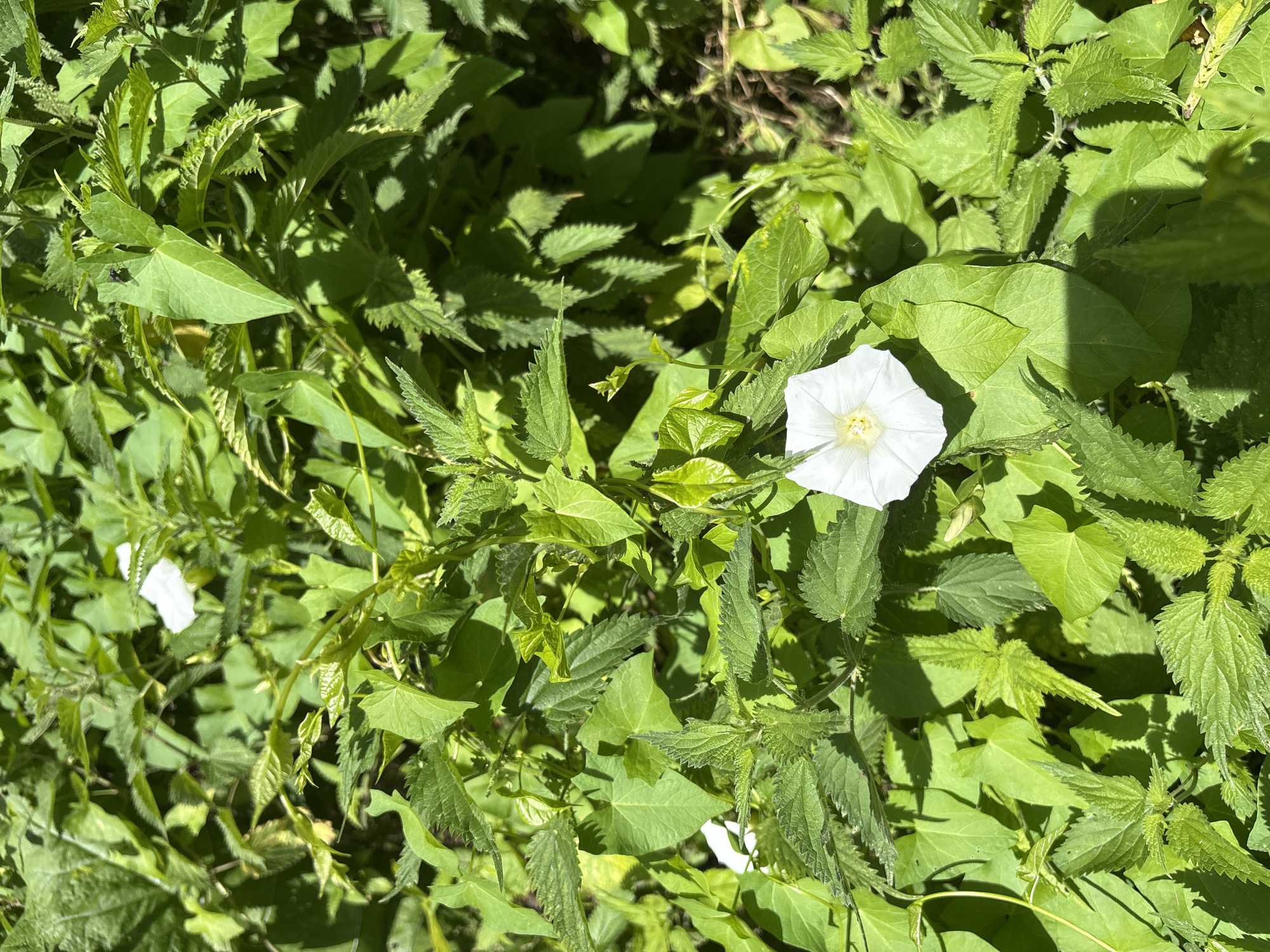 The image is an overhead shot of a dense patch of green foliage under bright sunlight. The subjects are plants, with various shades of green leaves, some smooth and heart-shaped, others serrated and more pointed, suggesting a mix of species. There are at least two white flowers, one prominent in the center-right and another smaller one towards the left. The larger flower is a funnel-shaped bloom with delicate petals and a yellow center.
The setting appears to be a natural outdoor environment, possibly a garden, meadow, or uncultivated area. The bright sunlight casts distinct shadows on the leaves, indicating it is daytime, likely mid-morning or afternoon. The weather appears sunny and clear. There are no people or animals visible, except for a small dark insect on a leaf in the upper left quadrant. The overall impression is one of lush, overgrown greenery. No text is visible in the image.
