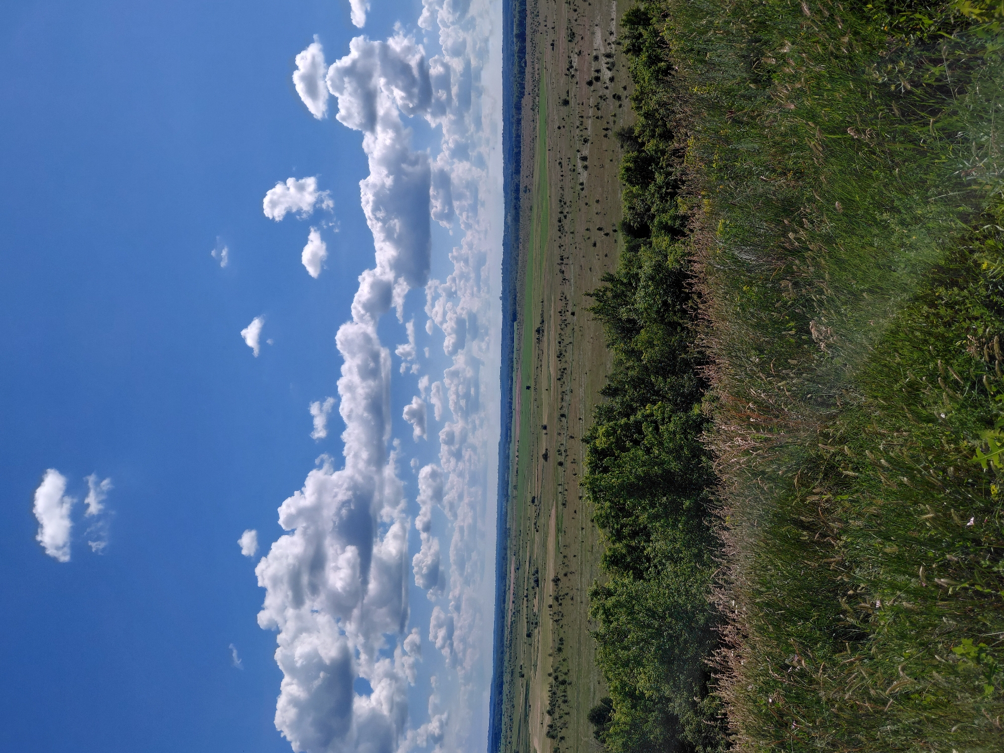 This is a vertical photograph of a landscape under a bright blue sky dotted with fluffy white clouds. The foreground is dominated by lush green grass and foliage, with a line of trees bordering a vast, open field stretching into the distance. The field appears to be a mix of green and dry grass, with scattered trees and shrubs. The horizon line is visible, with a hazy expanse of land and sky. The lighting suggests it is daytime, likely sunny with a few clouds, creating a pleasant outdoor scene. There is no text visible in the image.