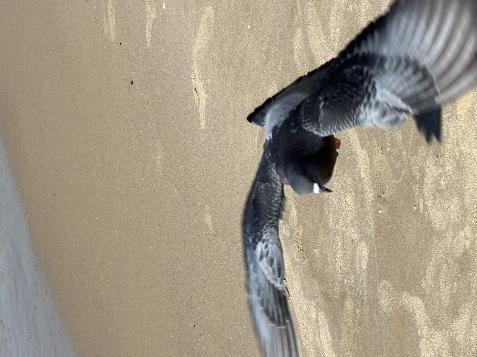 The image shows a pigeon in flight, with its wings spread wide, against a backdrop of a sandy beach. The sand is a light tan color, and the lower left corner of the image reveals the edge of the water. The pigeon appears to be flying close to the ground, casting a shadow on the sand. The details suggest the location is a beach in Tel Aviv, Israel.